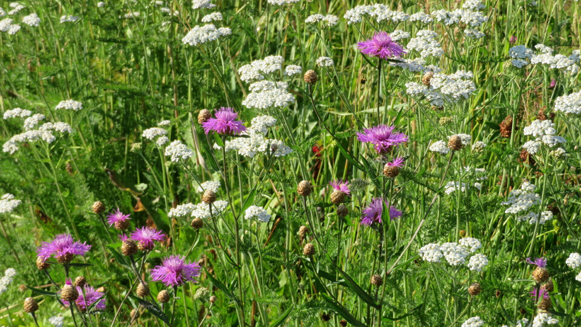 Valokuvaaja: Risto Kangassalo