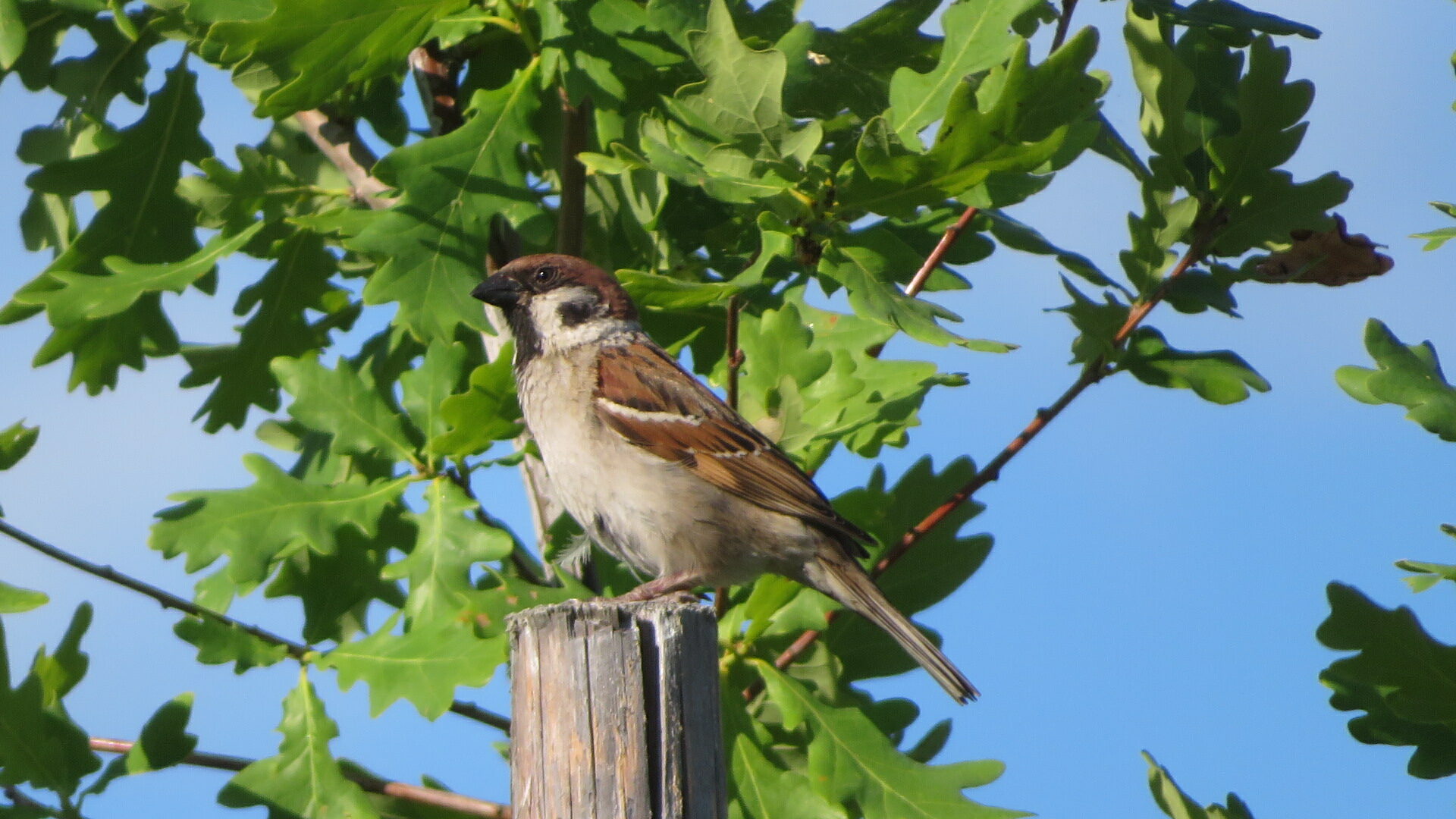 Valokuvaaja: Risto Kangassalo