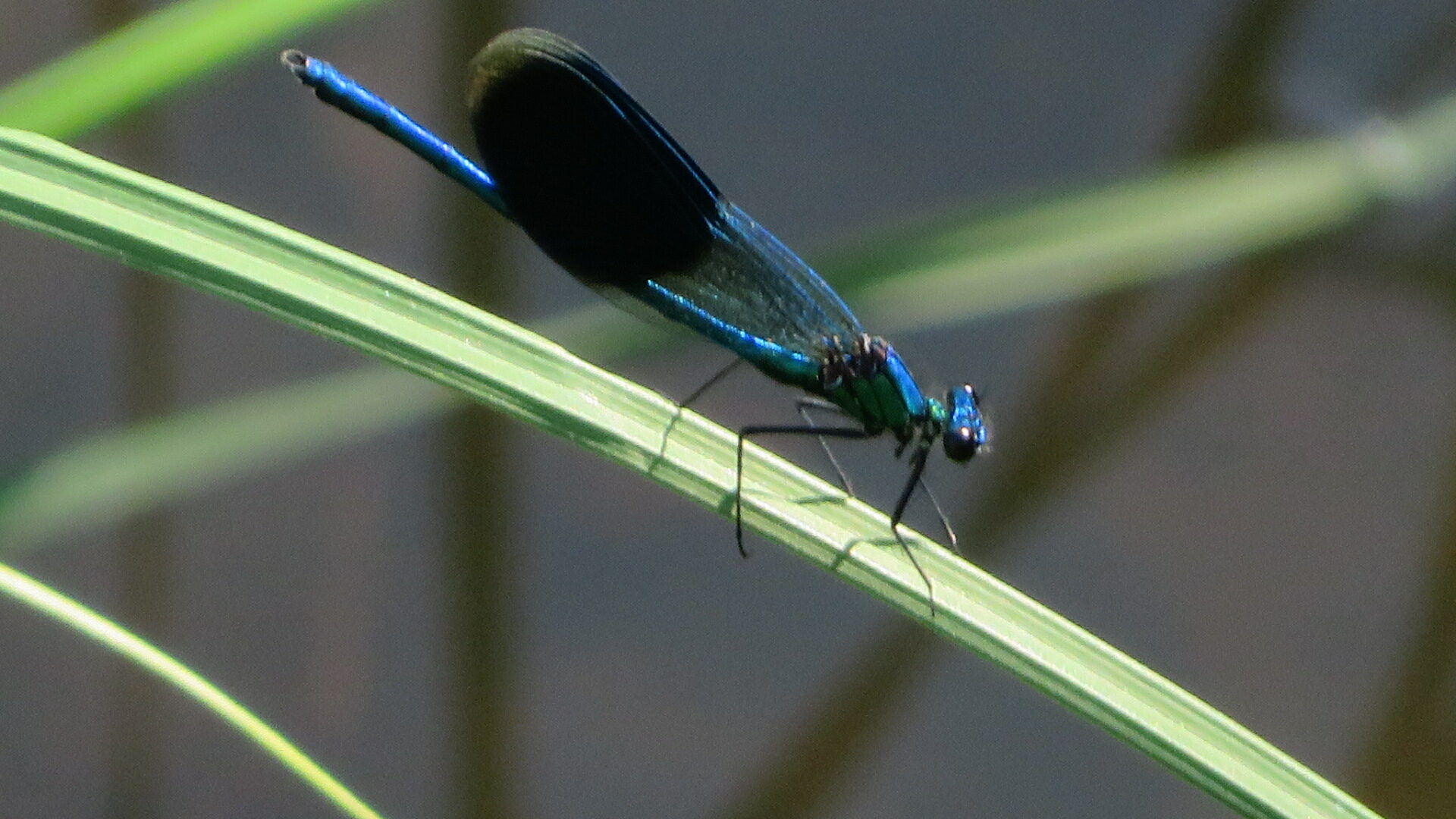 Valokuvaaja: Risto Kangassalo