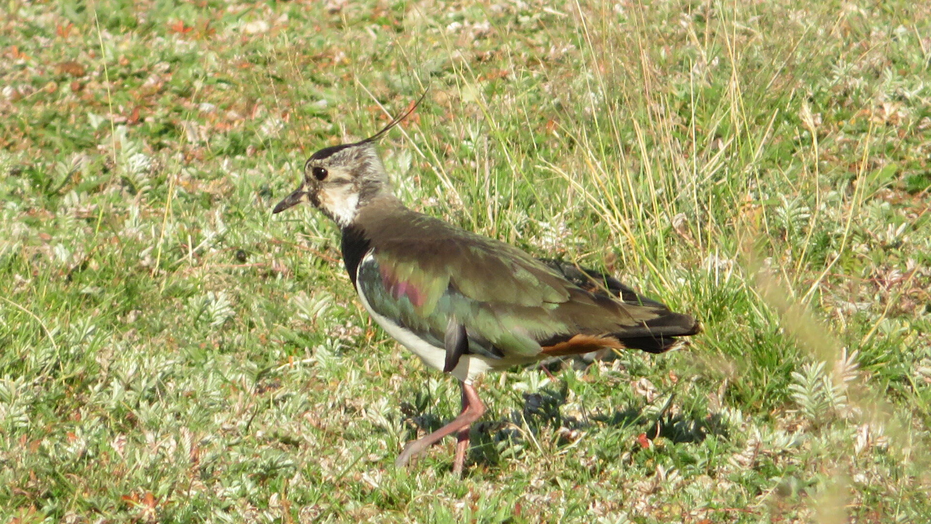 Valokuvaaja: Risto Kangassalo