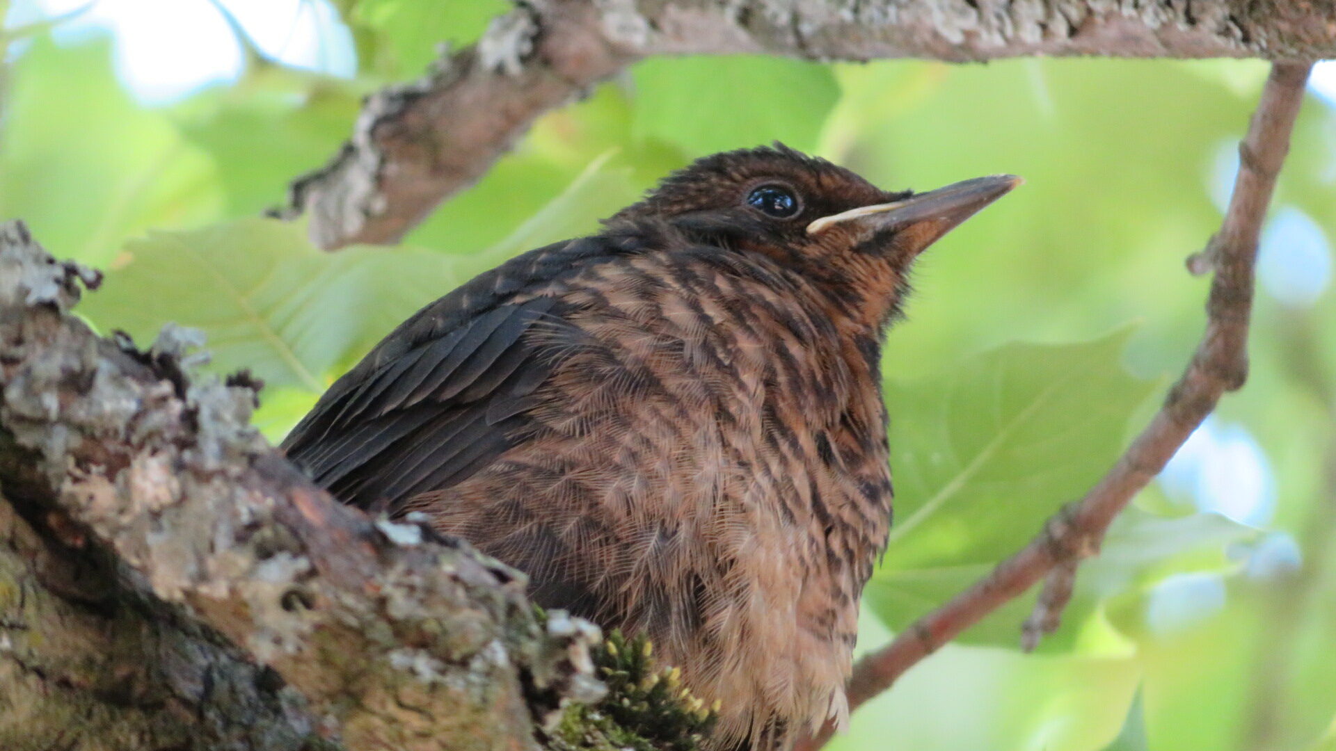 Valokuvaaja: Risto Kangassalo