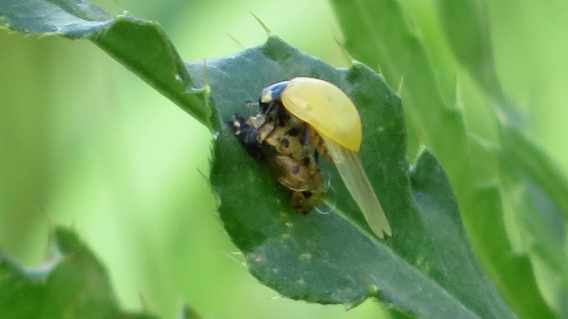Valokuvaaja: Risto Kangassalo