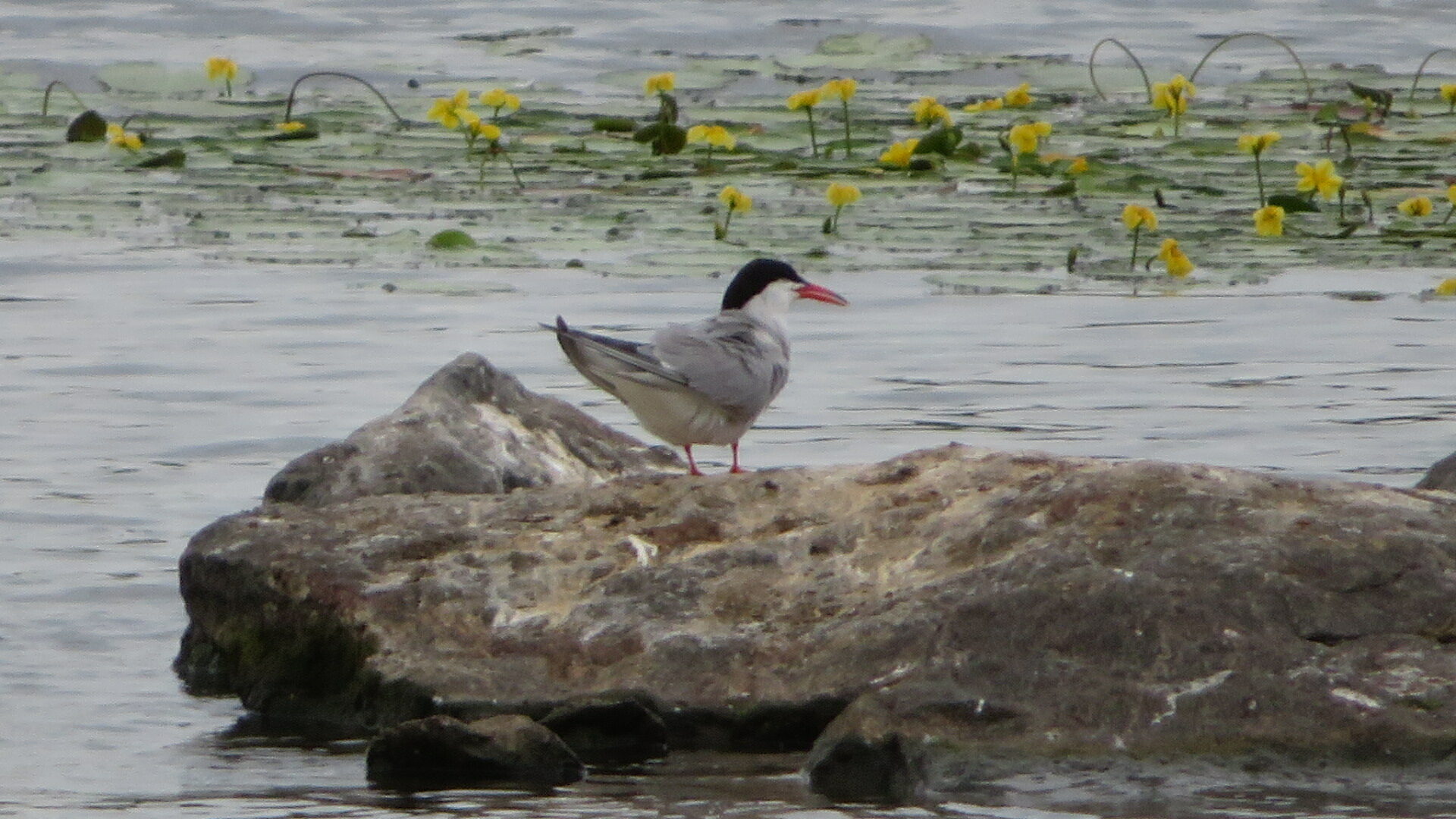 Valokuvaaja: Risto Kangassalo