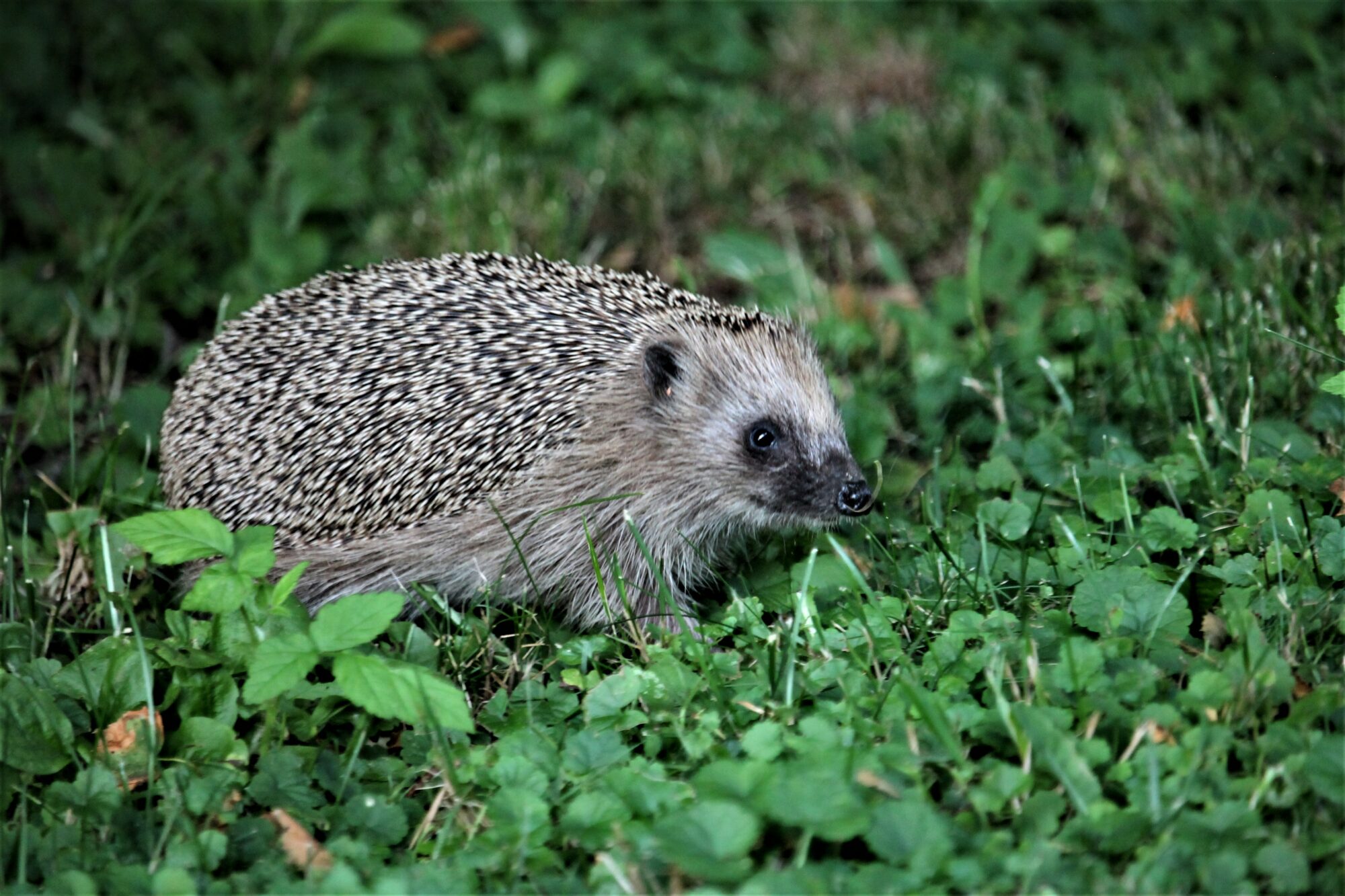 Valokuvaaja: Niina Hakanen