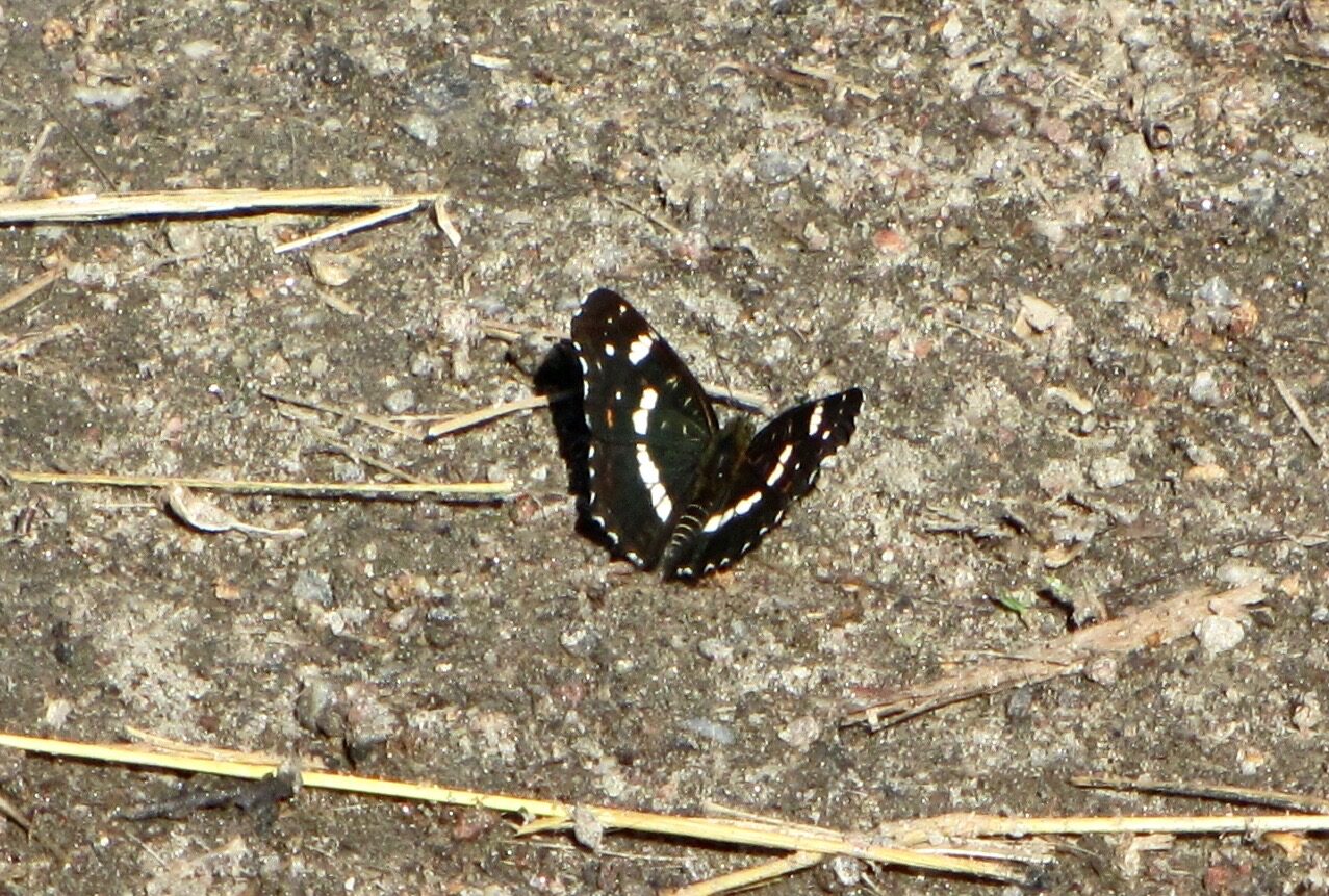 Valokuvaaja: virpi kurki