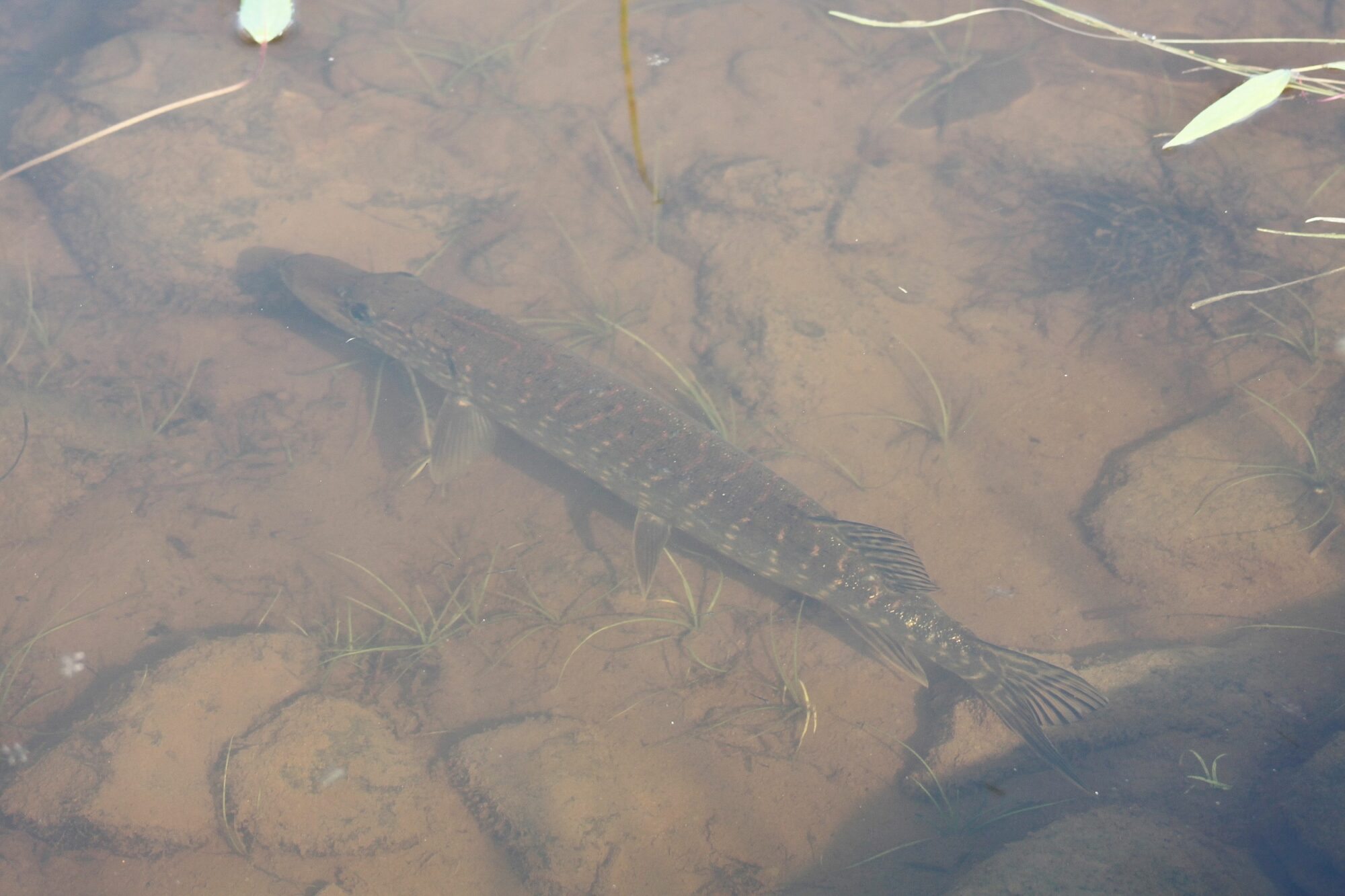 Valokuvaaja: Pirkko Siukonen