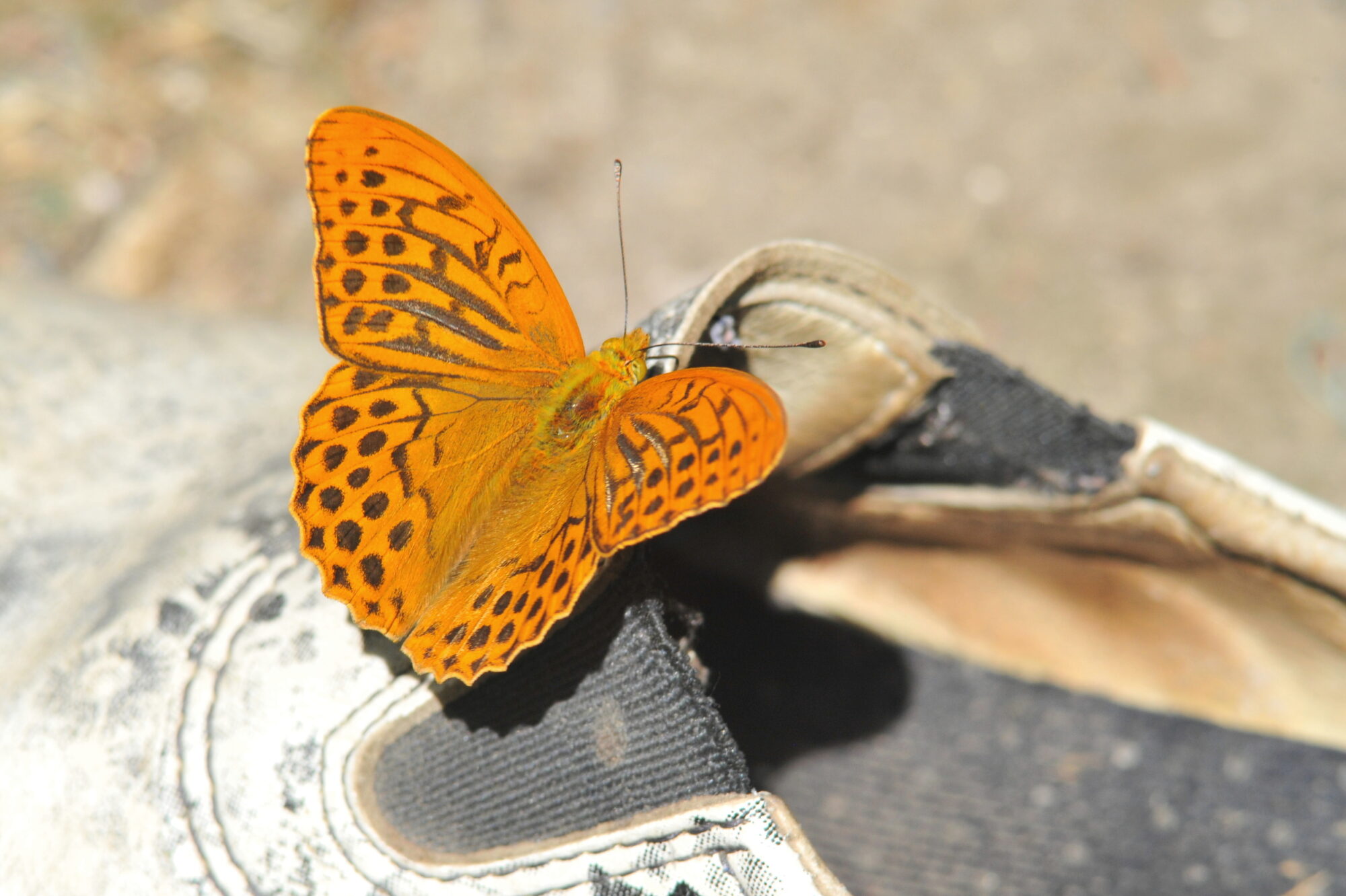 Valokuvaaja: Kaarlo Asikainen