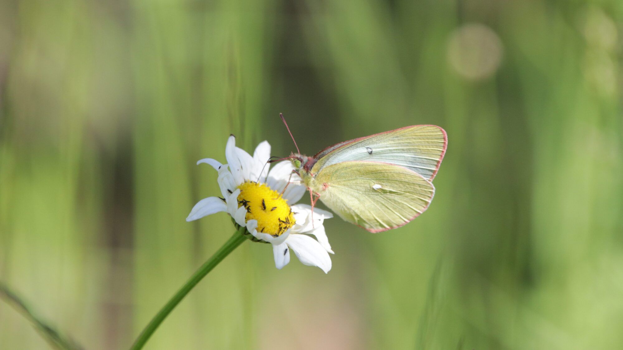 Valokuvaaja: Tommi Kujala