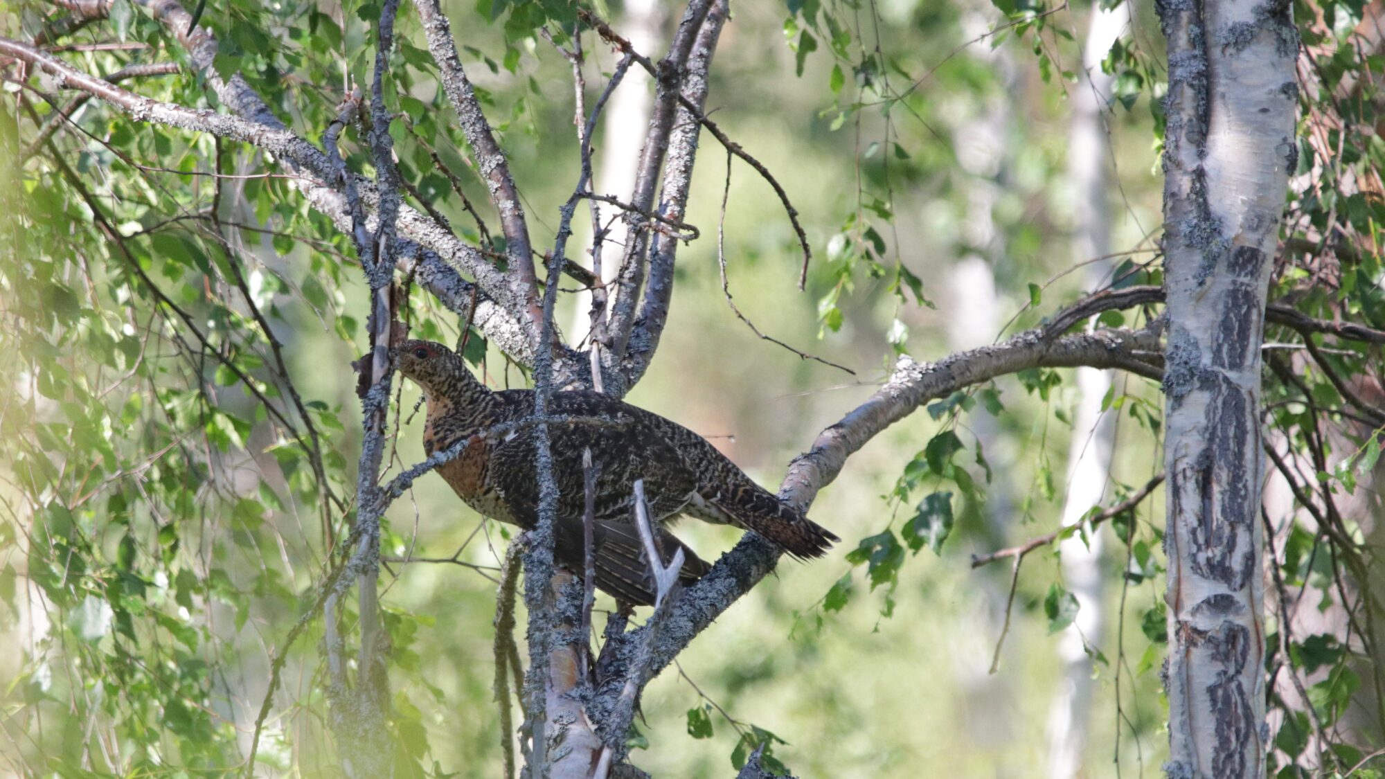 Valokuvaaja: Tommi Kujala