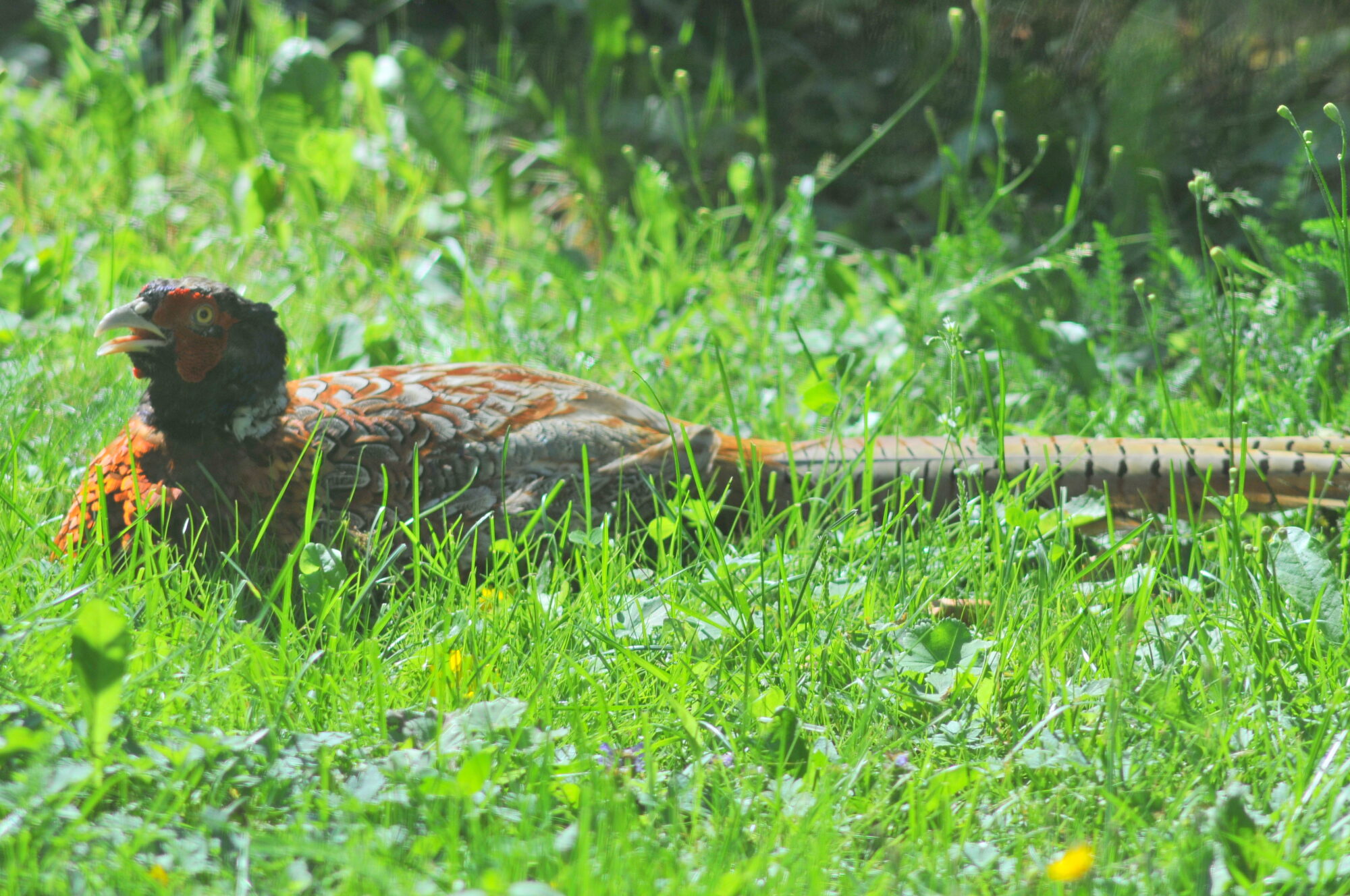 Valokuvaaja: Kaarlo Asikainen