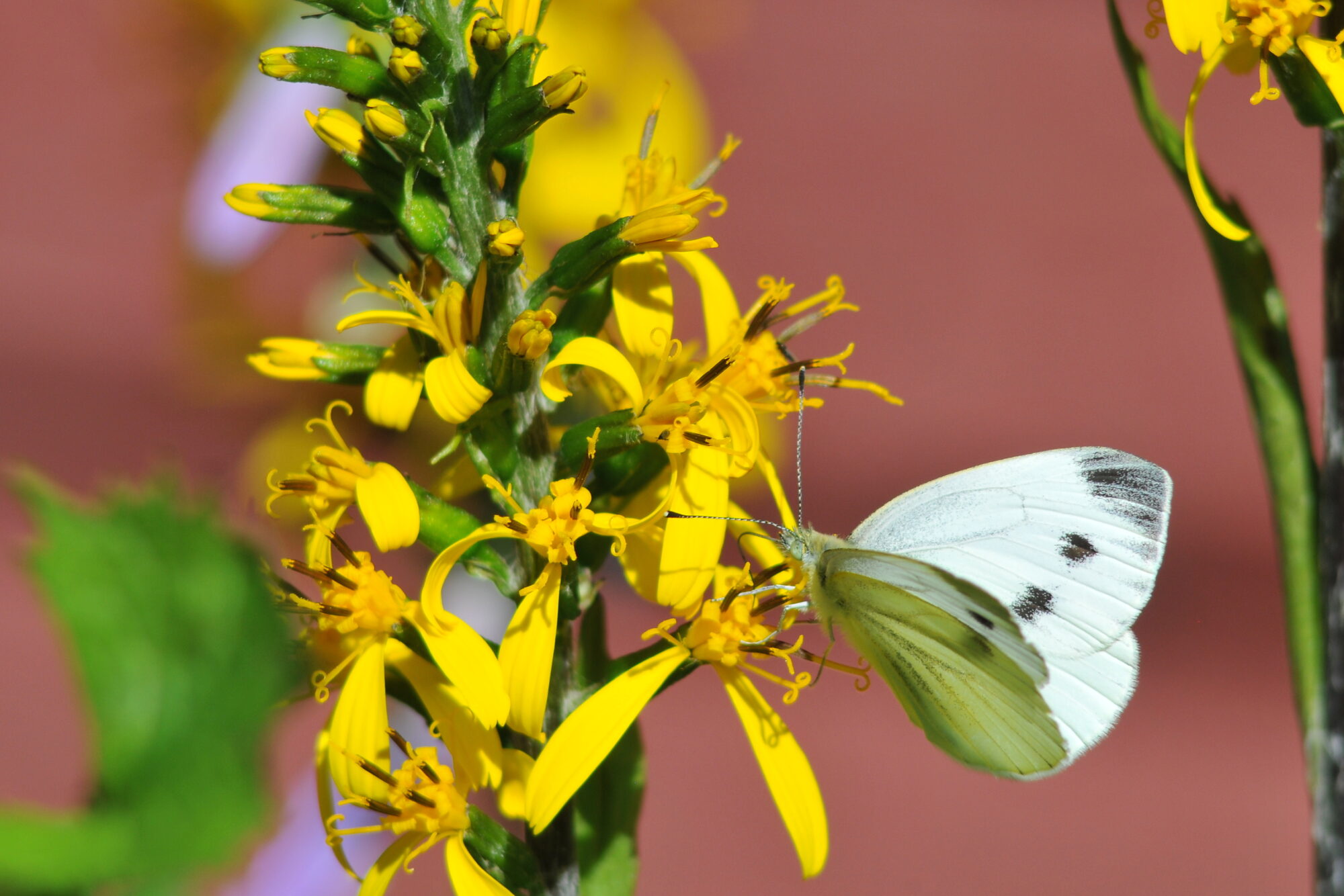 Valokuvaaja: Kaarlo Asikainen Valokuvaaja: Kaarlo Asikainen