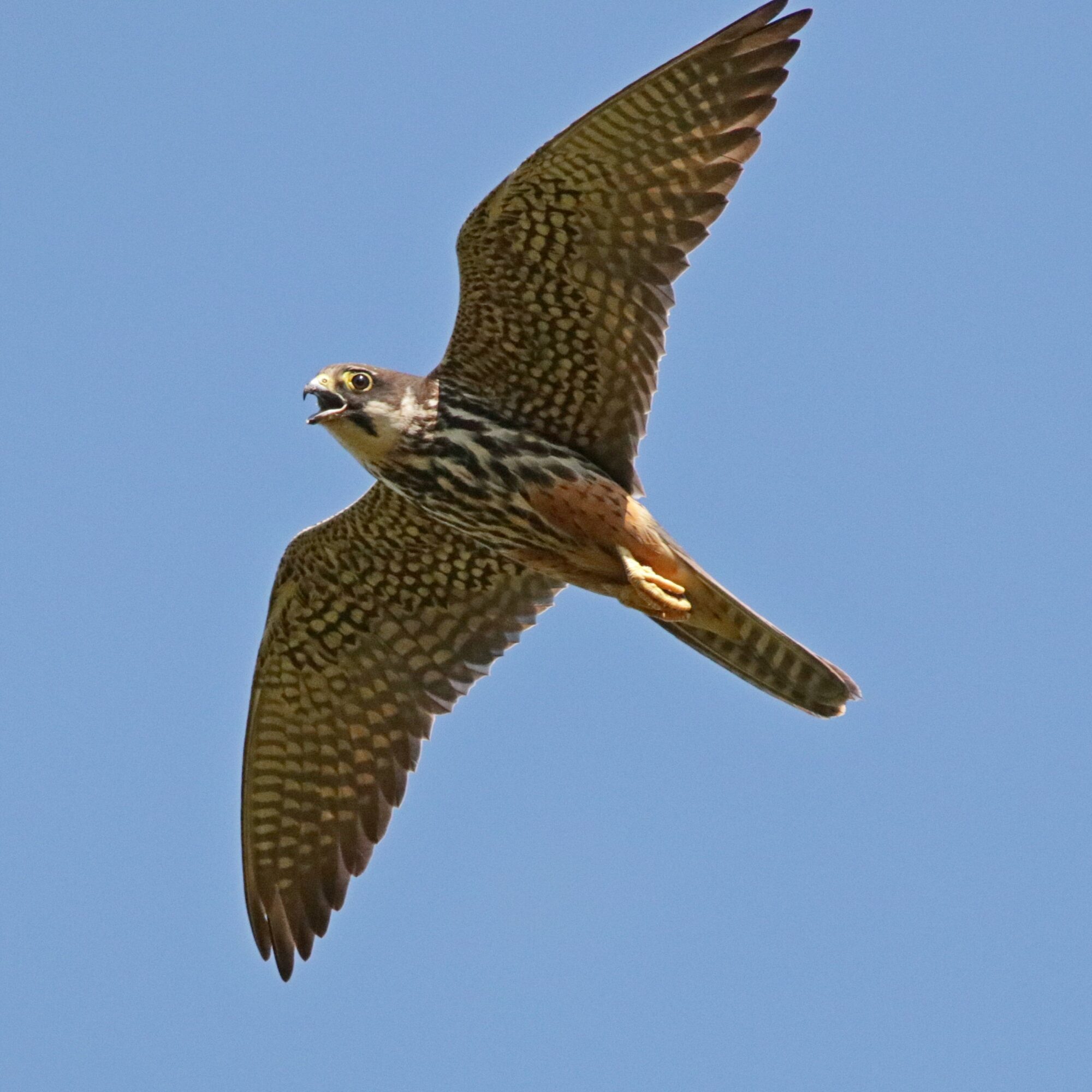 Valokuvaaja: Tommi Kujala