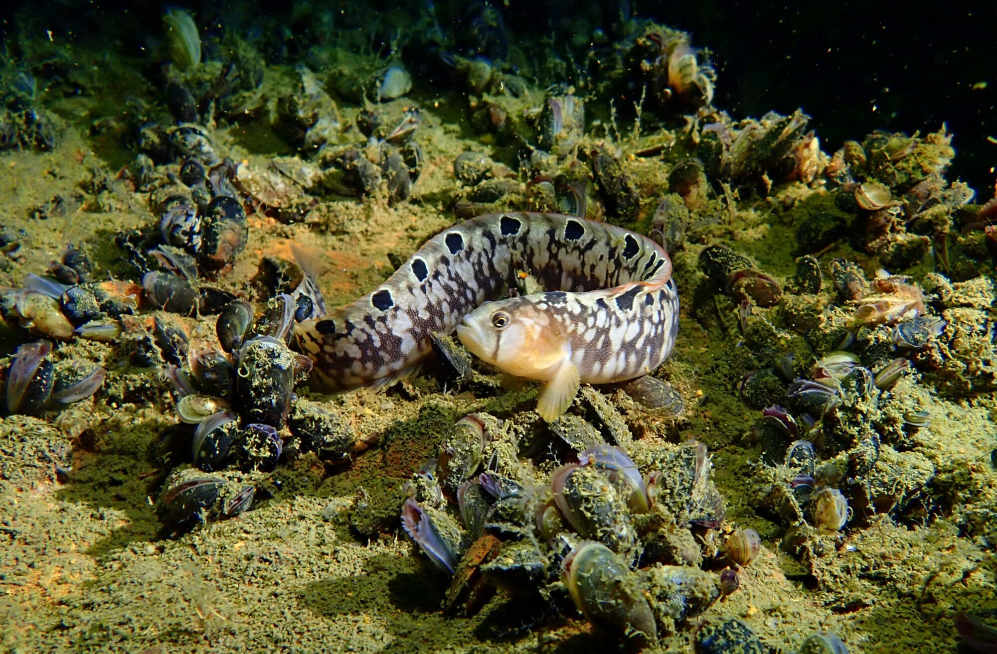 Valokuvaaja: Soili Vesanen