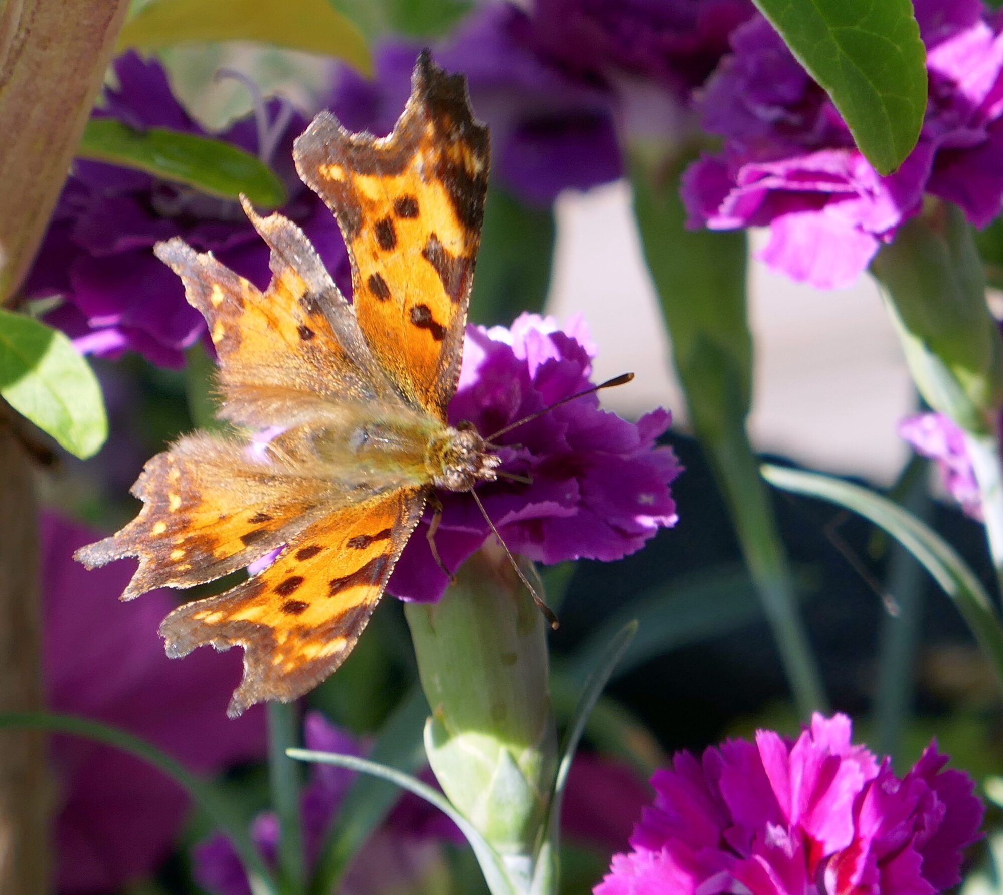 Valokuvaaja: Marjut Ikonen