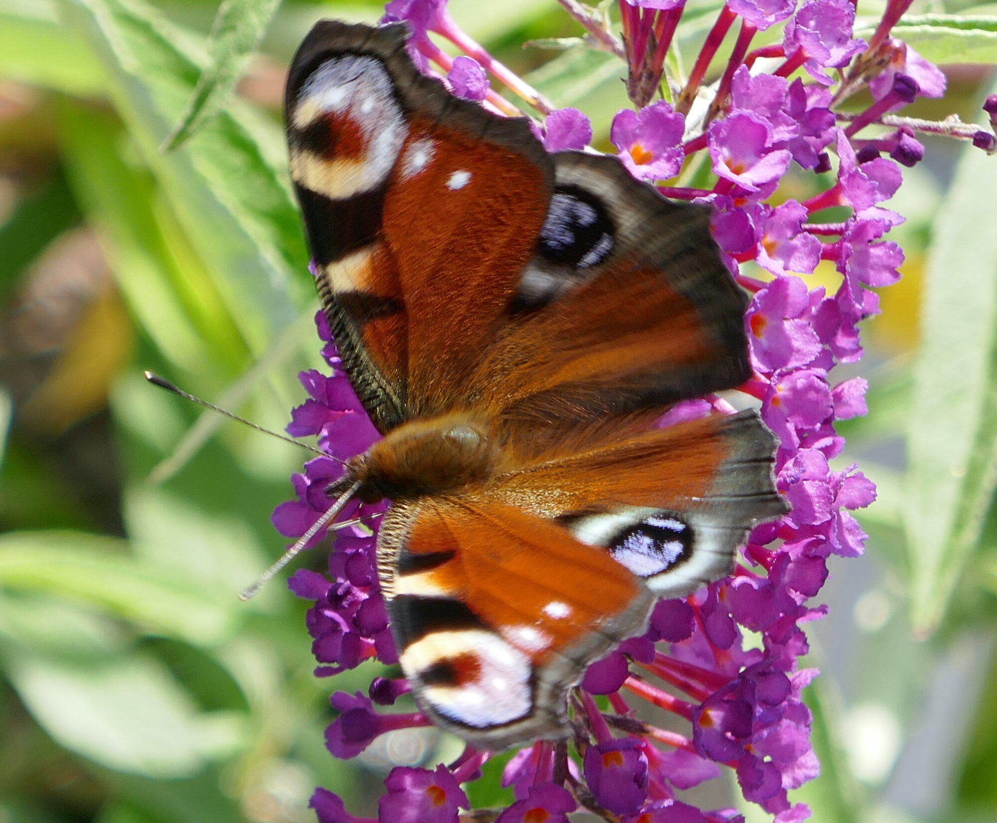 Valokuvaaja: Marjut Ikonen