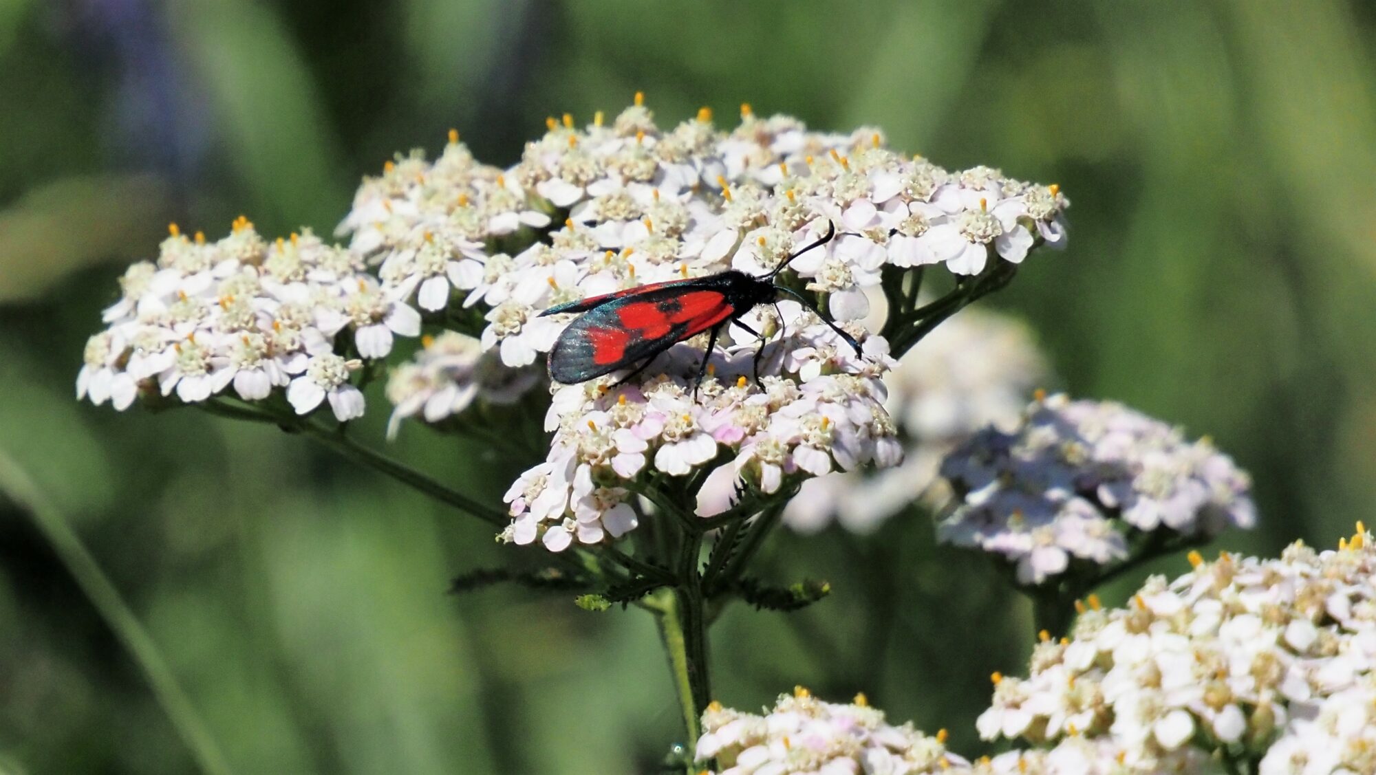 Valokuvaaja: Arja Valtonen