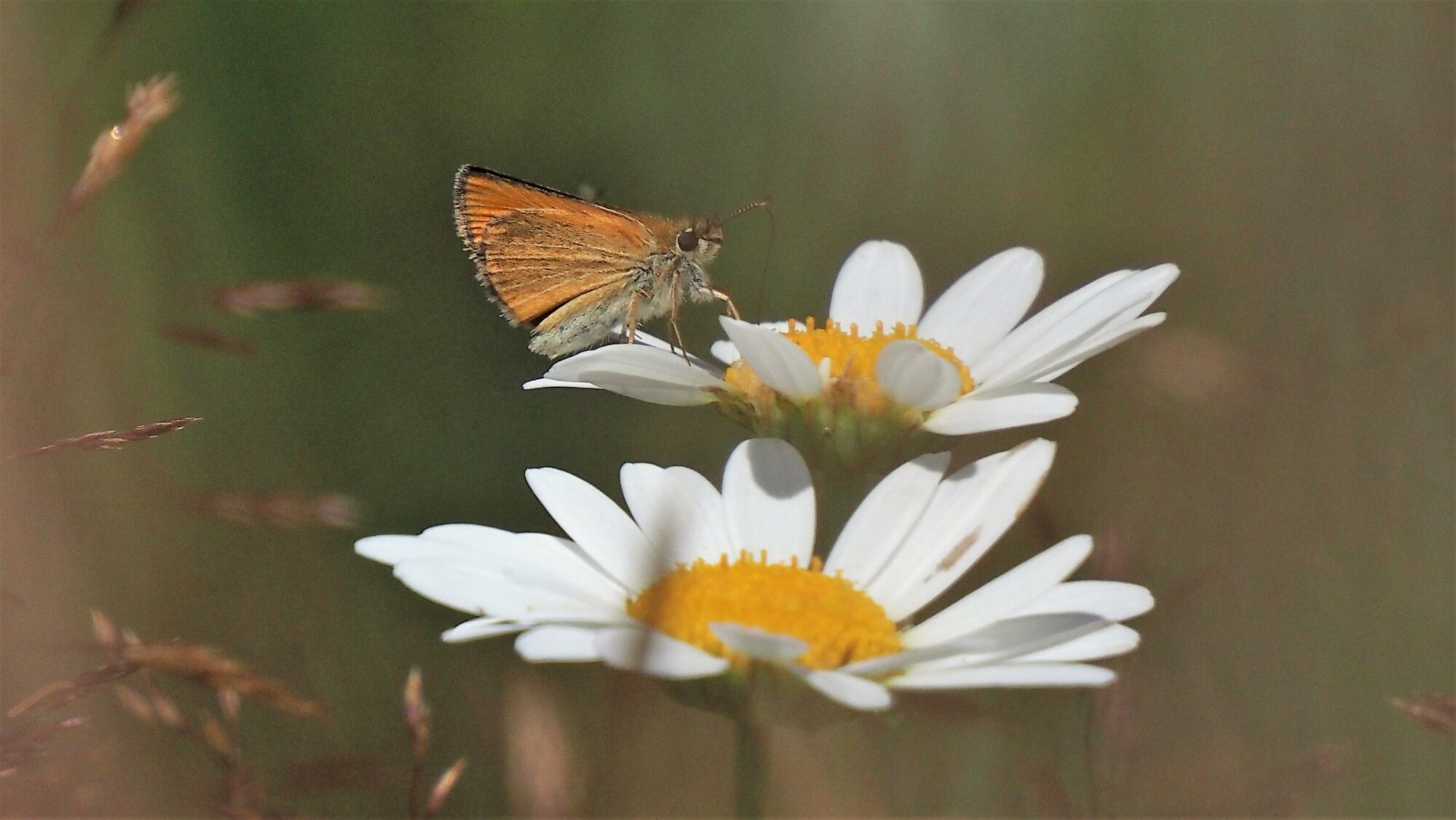 Valokuvaaja: Arja Valtonen