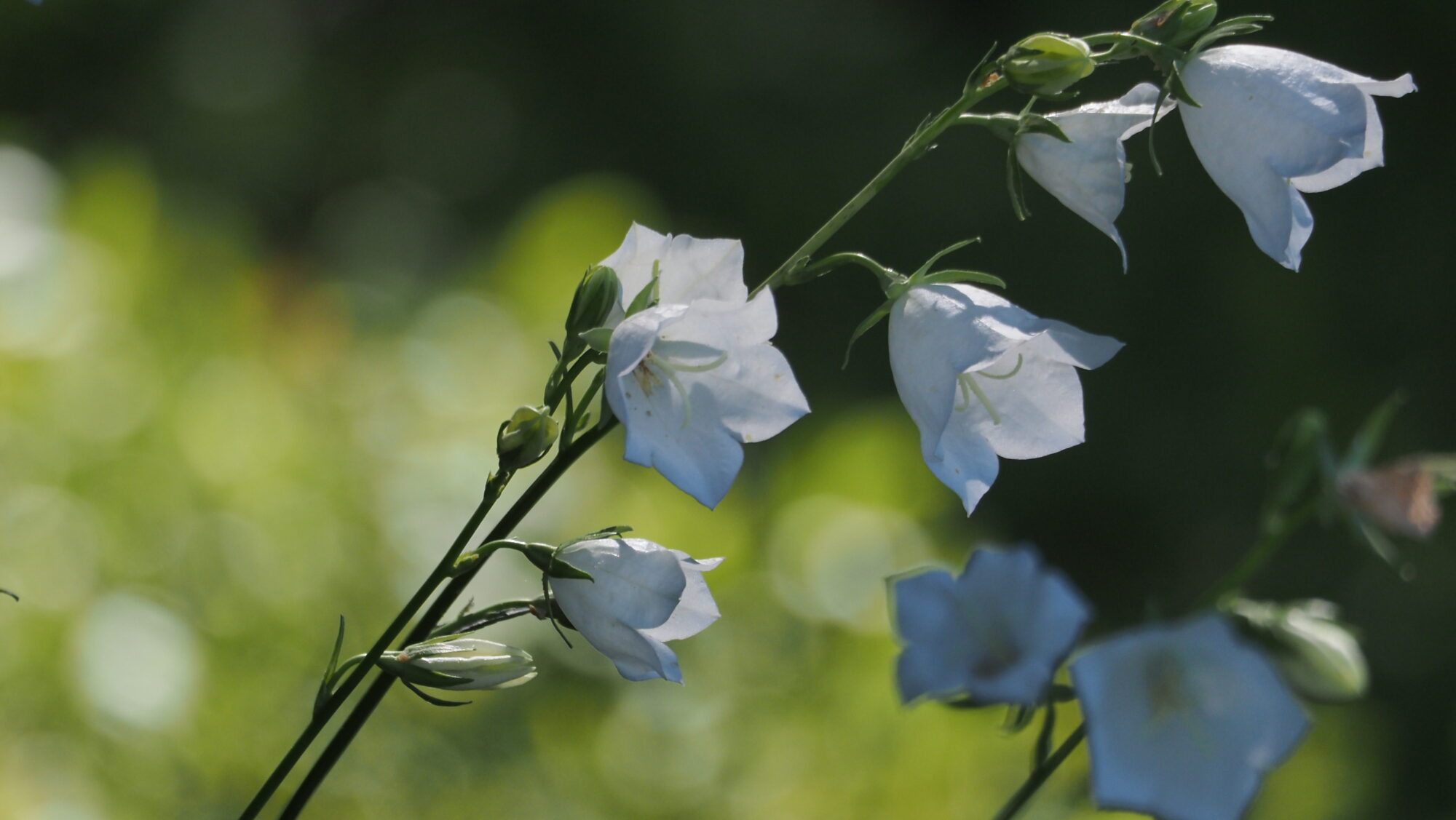 Valokuvaaja: Arja Valtonen