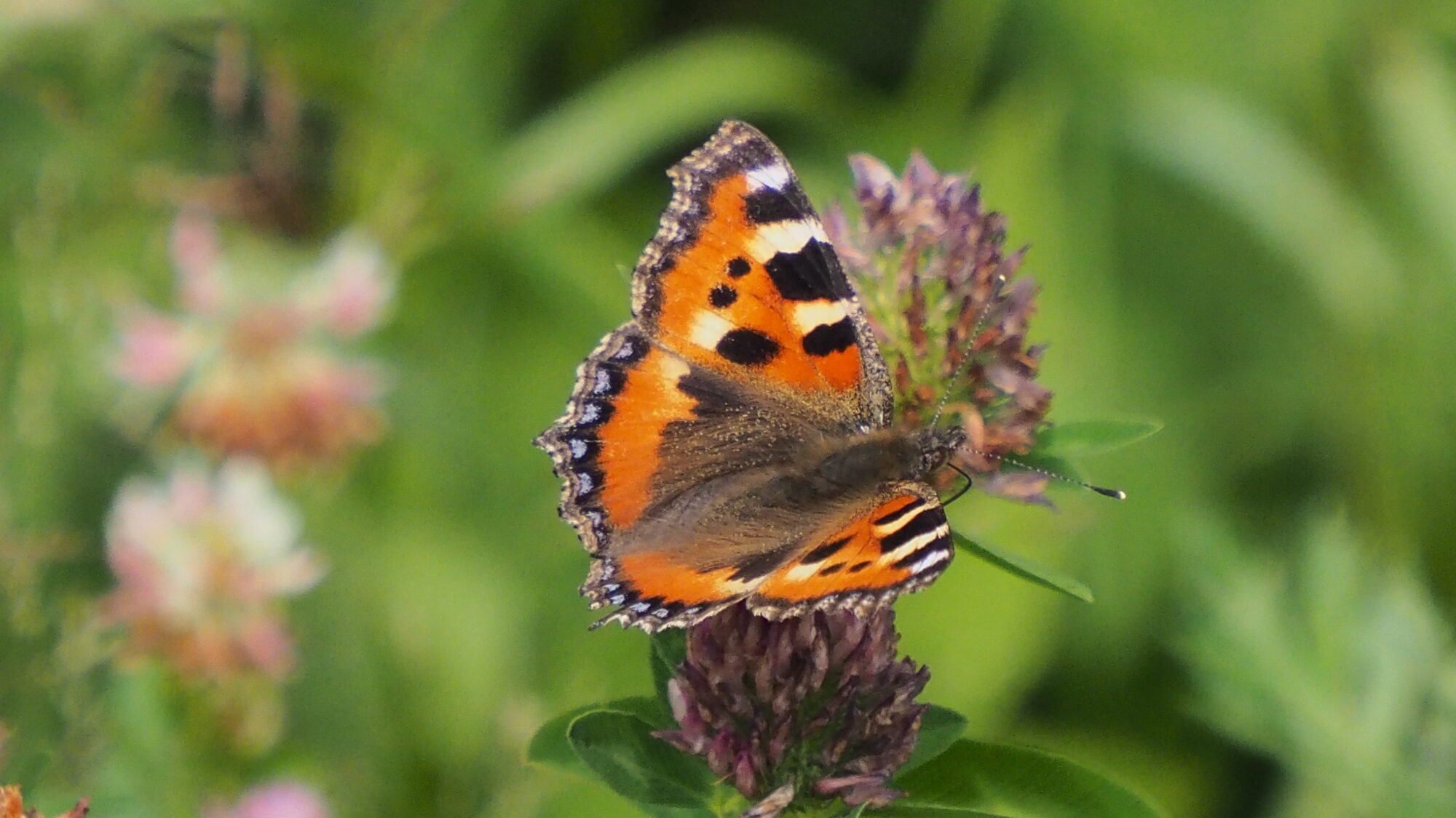 Valokuvaaja: Martti Valtonen