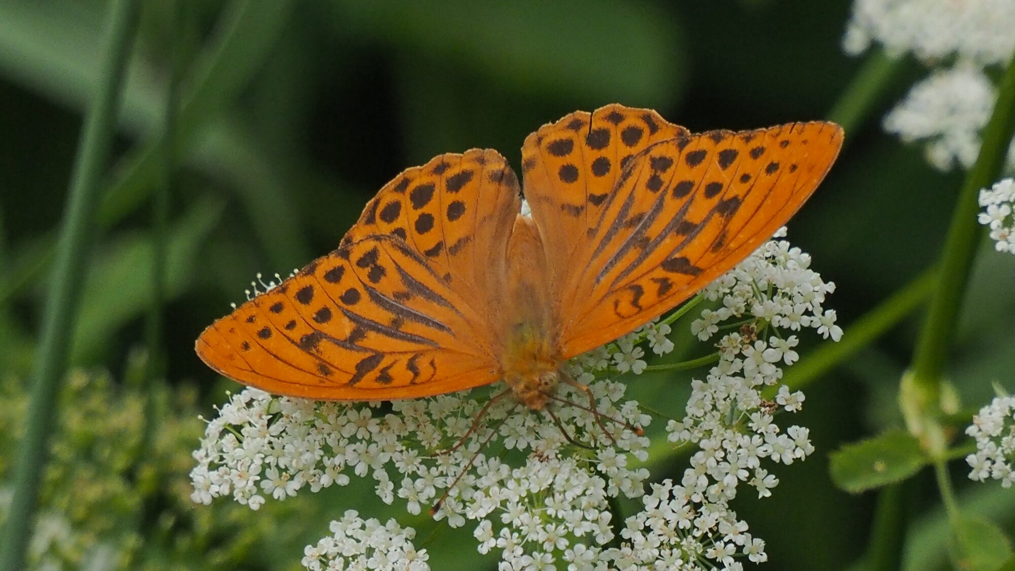 Valokuvaaja: Martti Valtonen