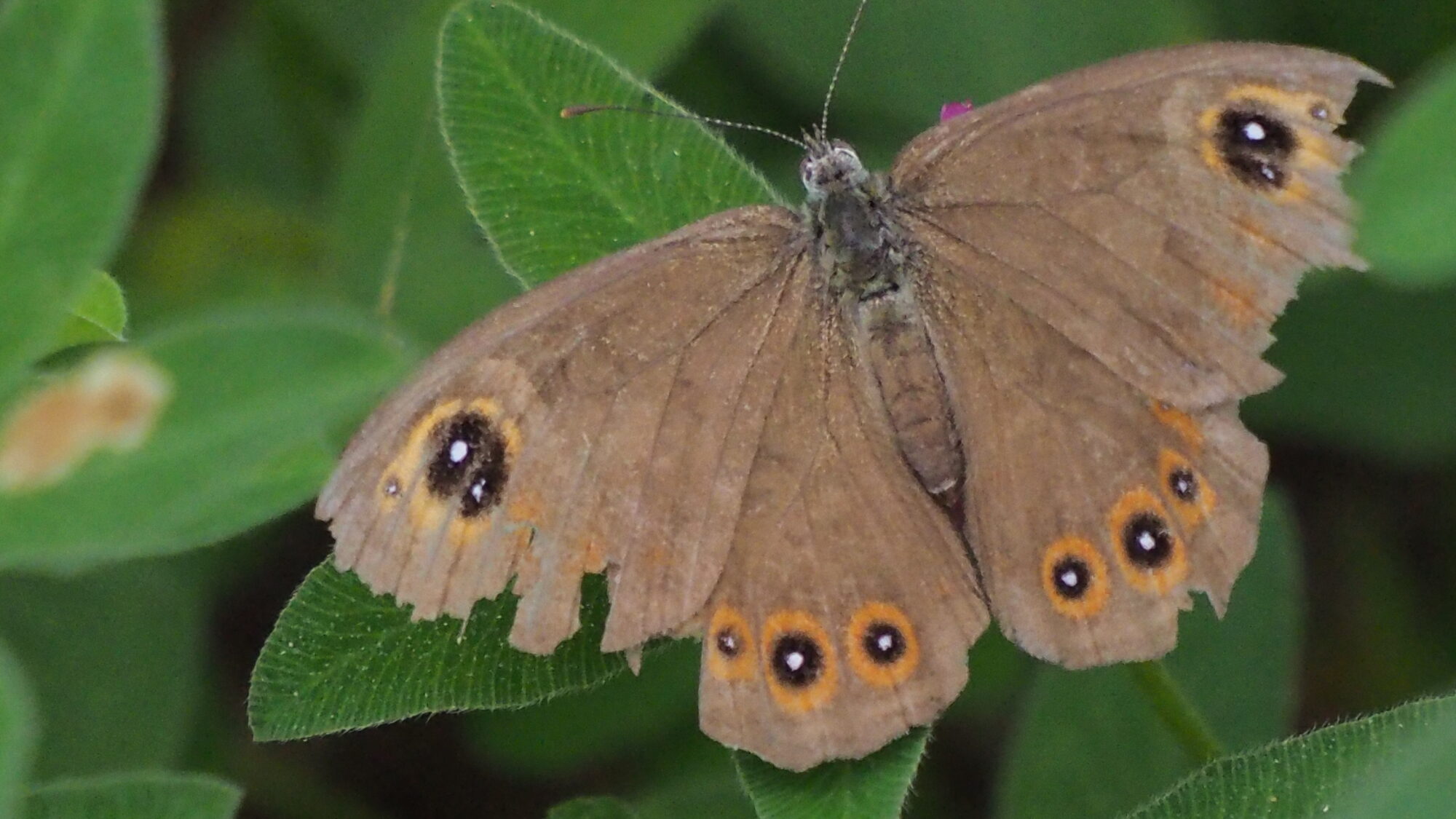 Valokuvaaja: Martti Valtonen