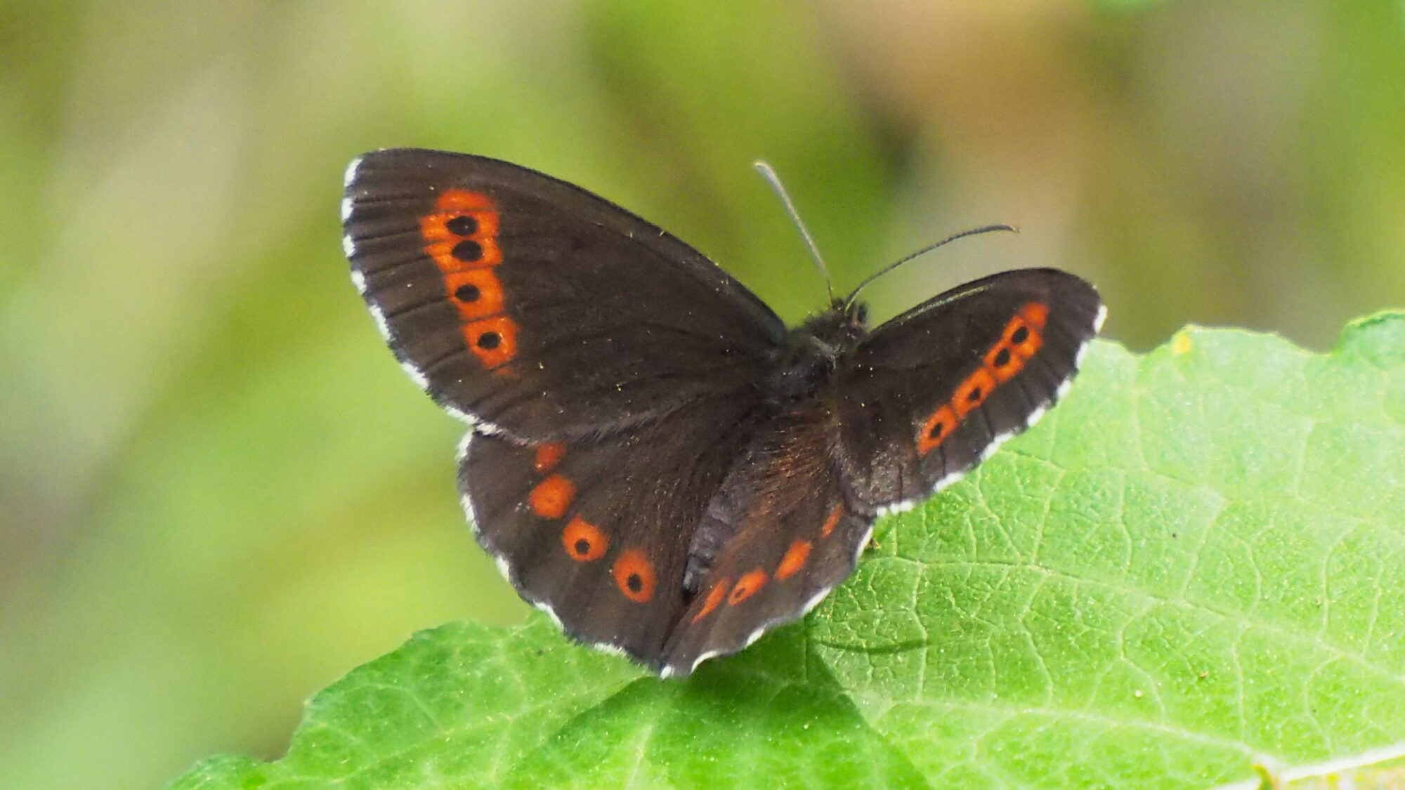 Valokuvaaja: Martti Valtonen