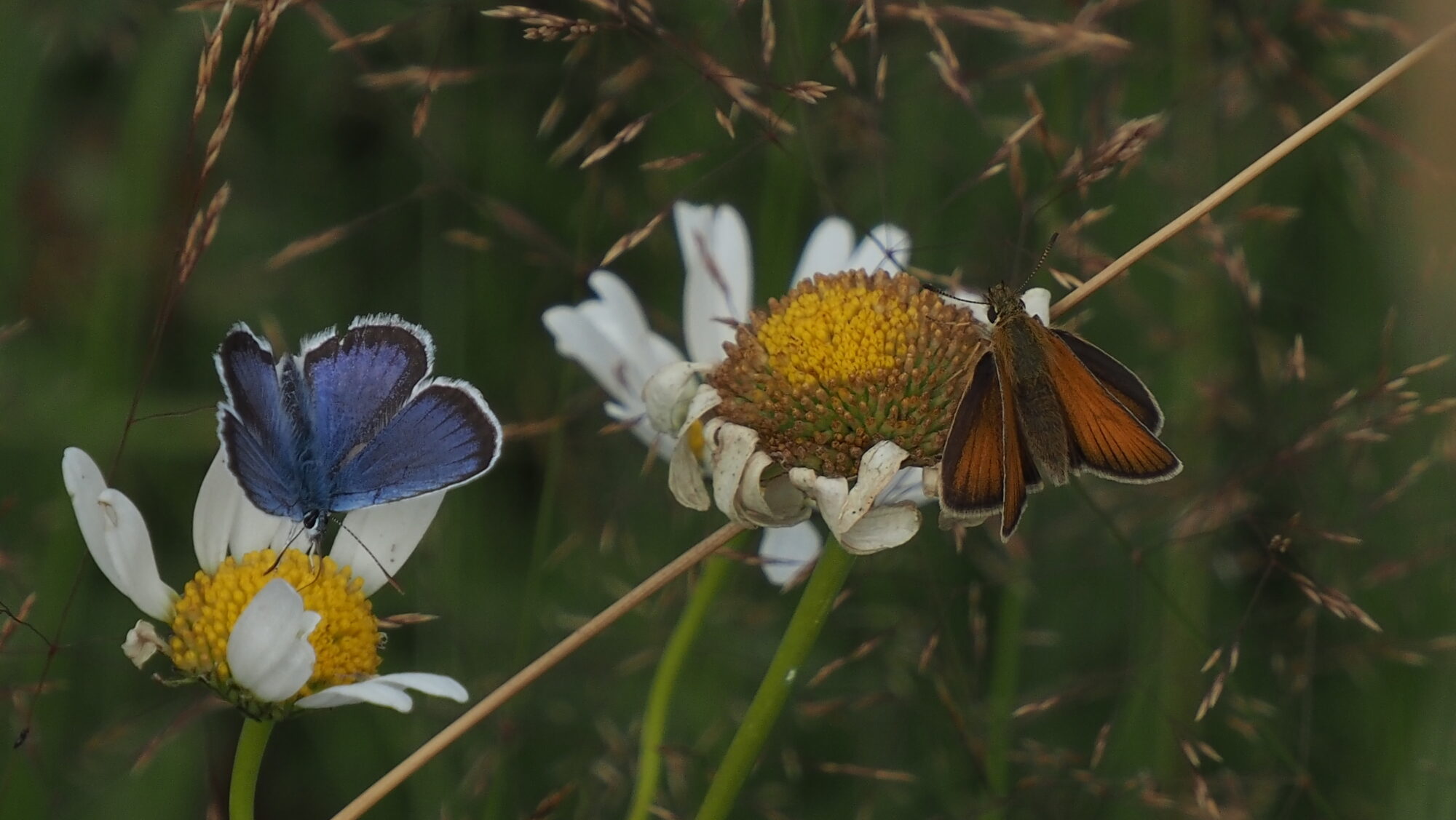 Valokuvaaja: Arja Valtonen