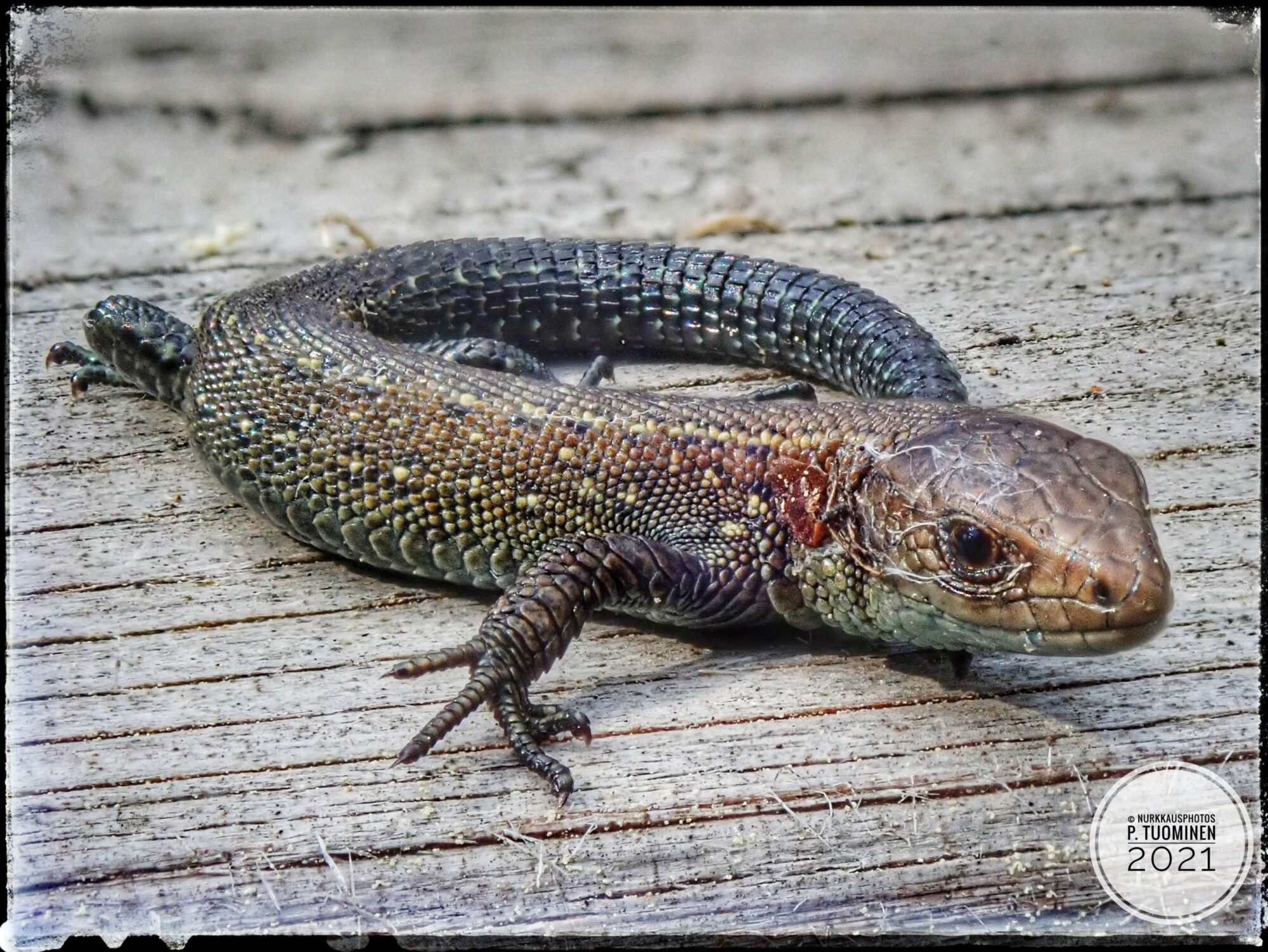 Valokuvaaja: Petri Tuominen