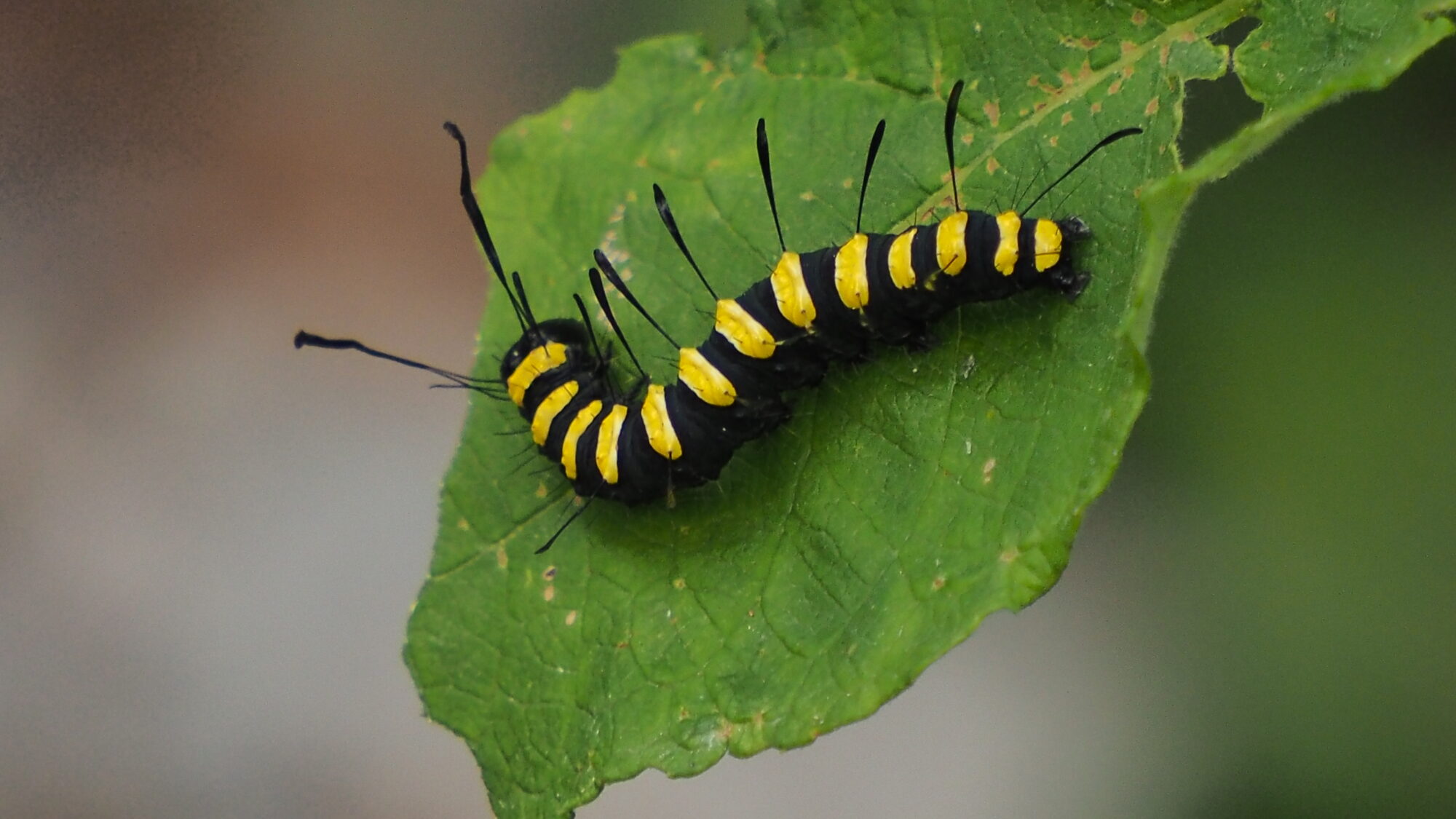 Valokuvaaja: Martti Valtonen