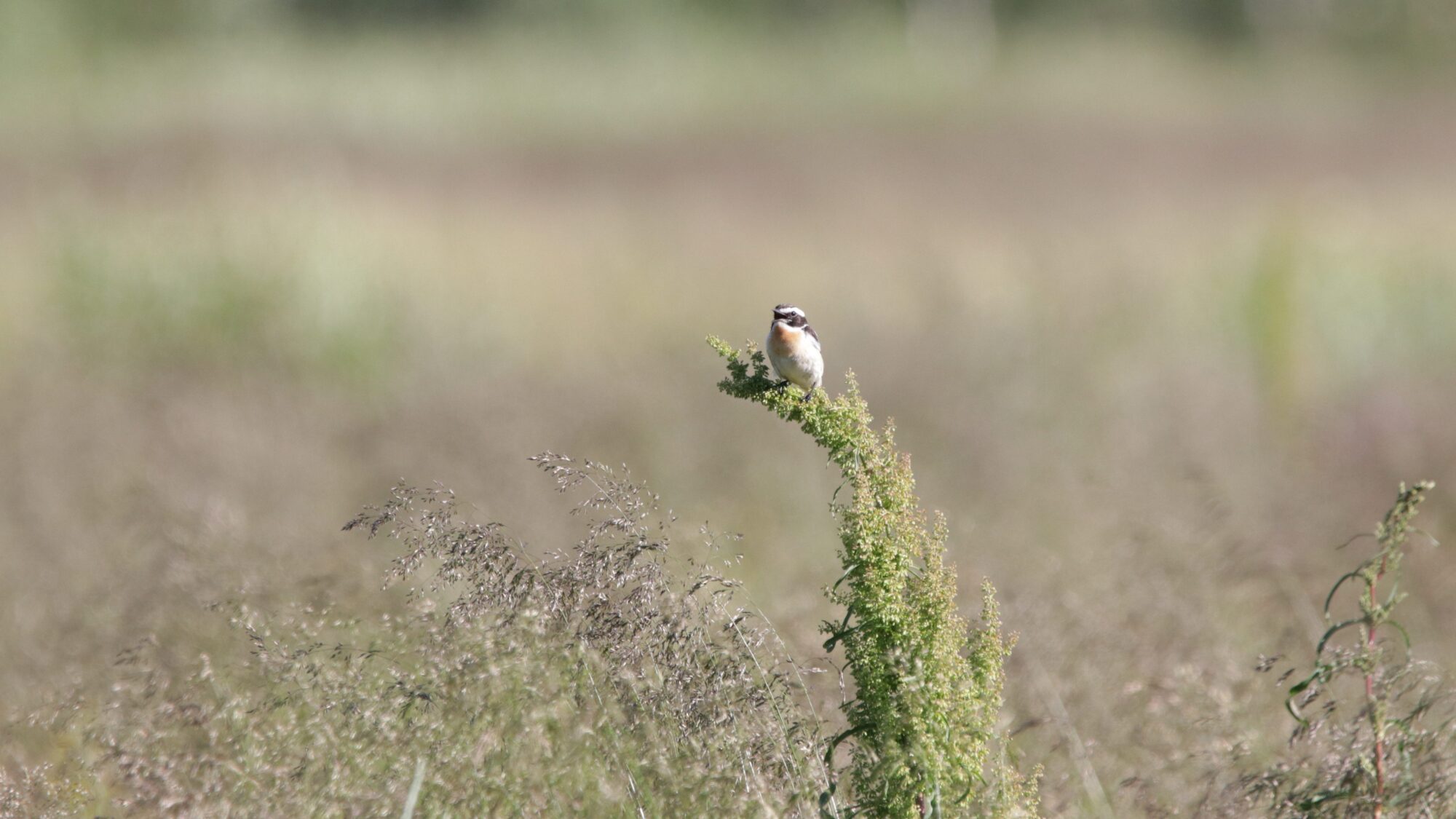 Valokuvaaja: Tommi Kujala