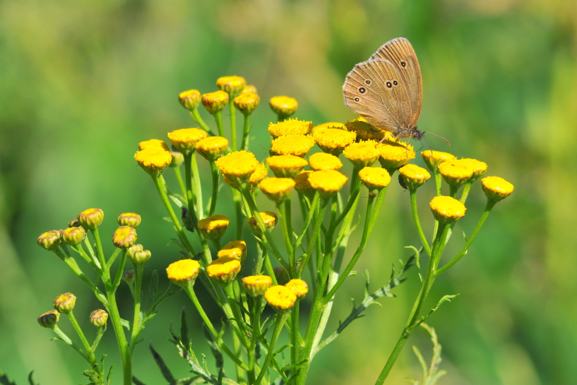 Valokuvaaja: Kaarlo Asikainen