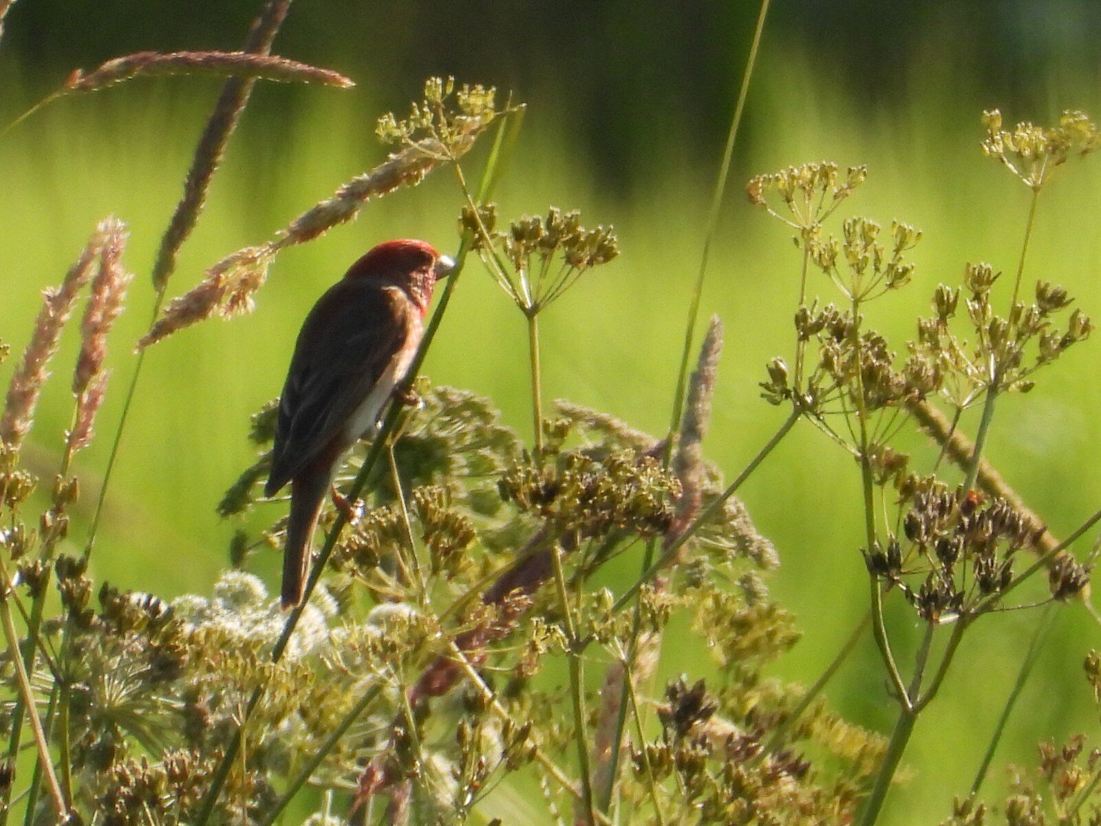 Valokuvaaja: Satu-Sinikka Vuolteenaho
