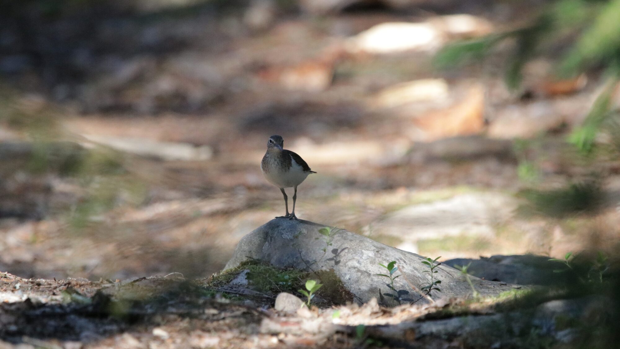 Valokuvaaja: Tommi Kujala