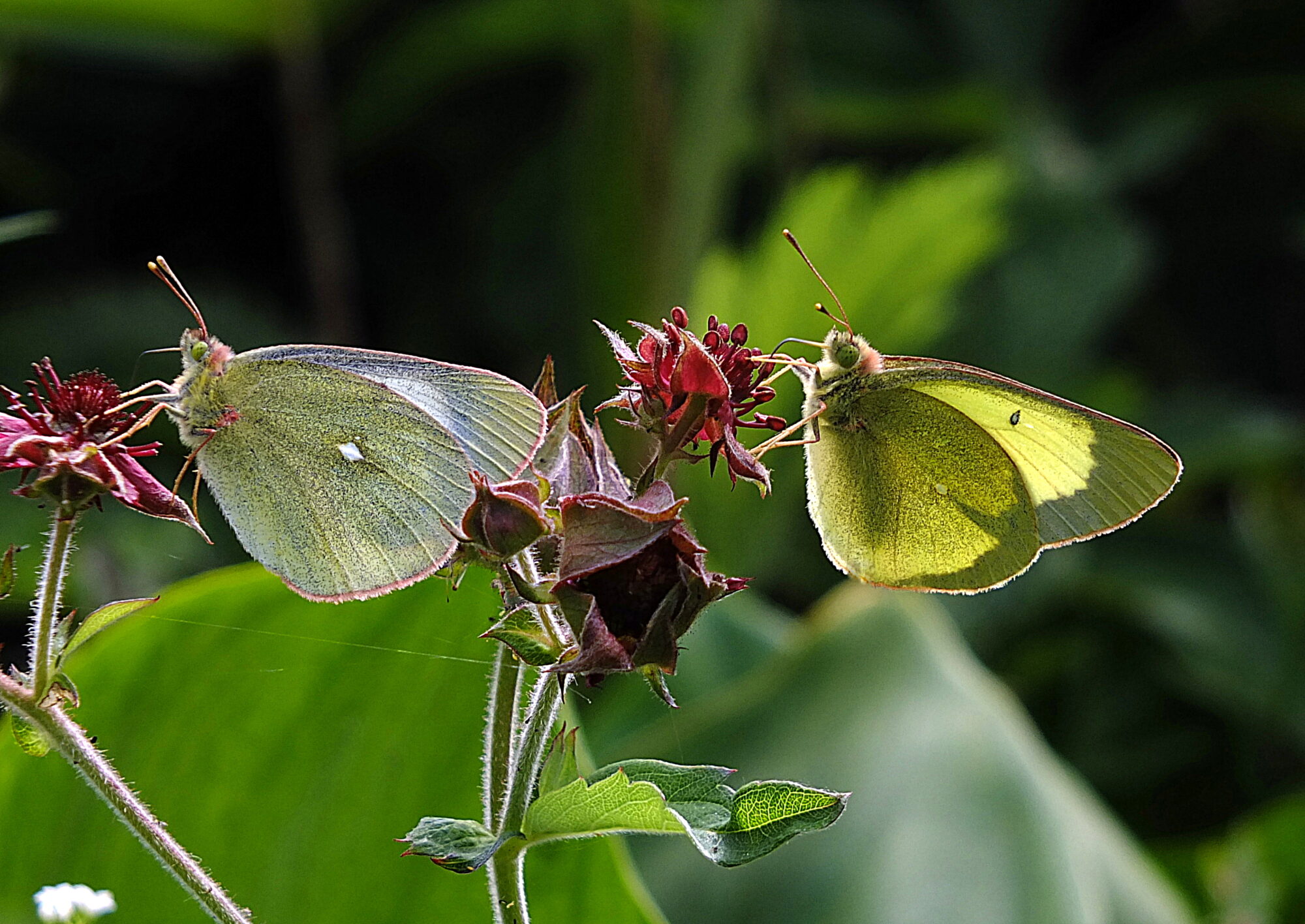Valokuvaaja: Hannu Rasiranta