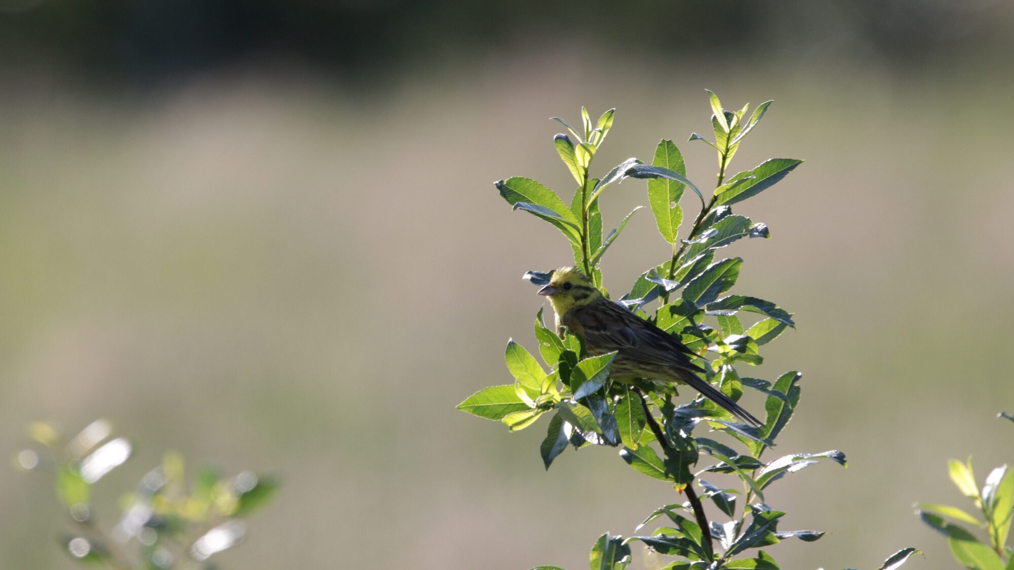 Valokuvaaja: Tommi Kujala