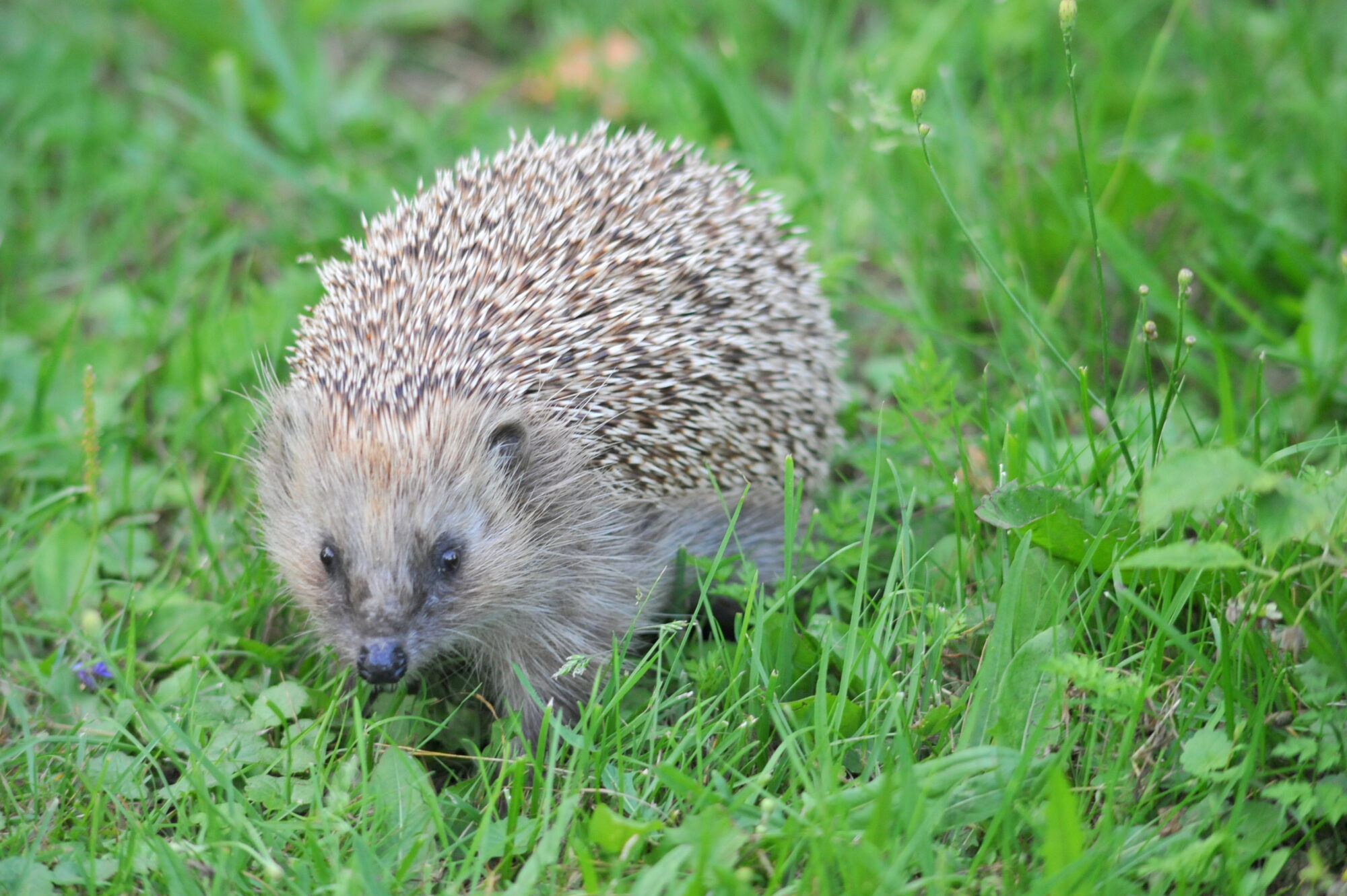 Valokuvaaja: Kaarlo Asikainen