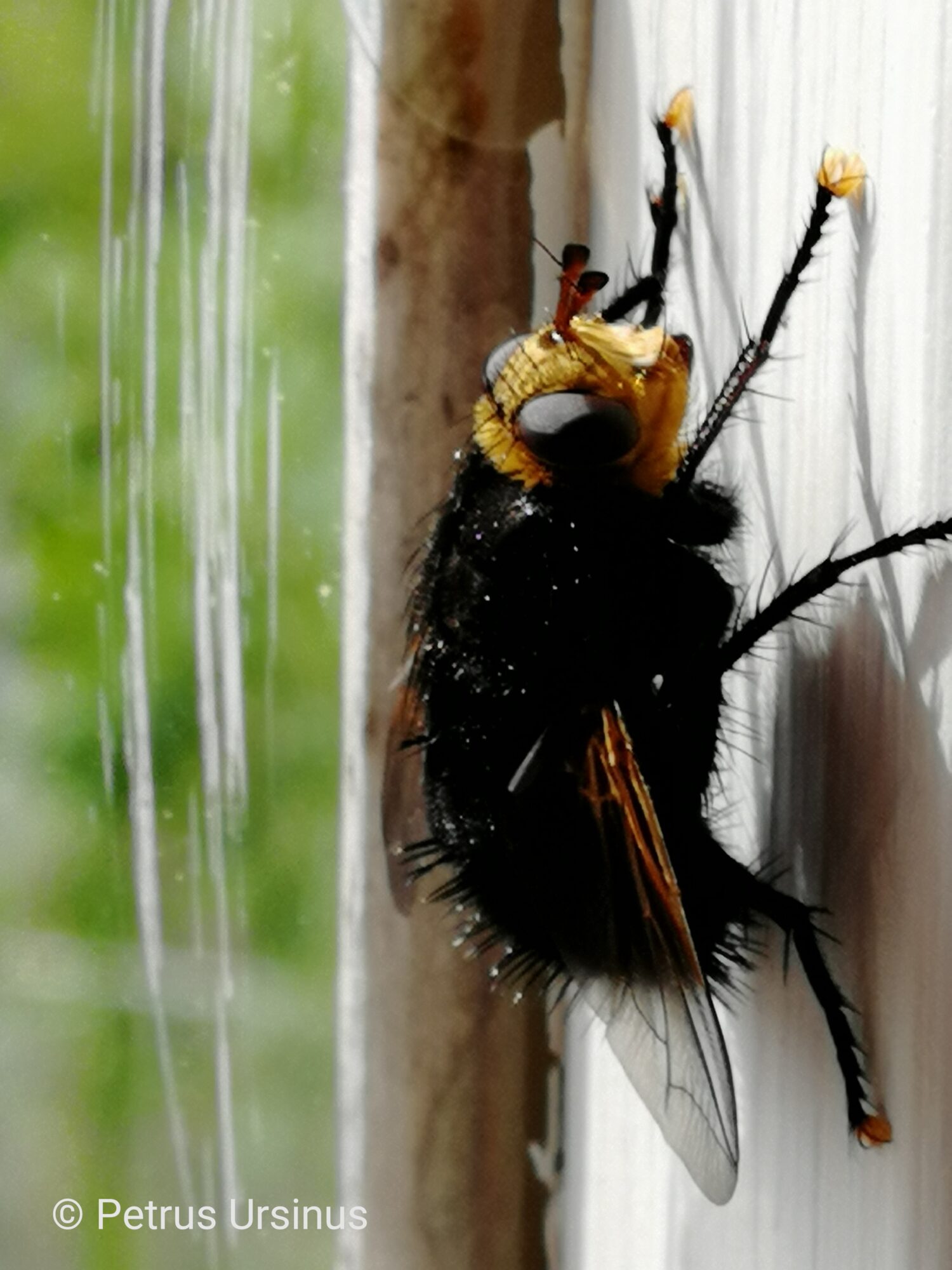 Valokuvaaja: Pekka Ursinus