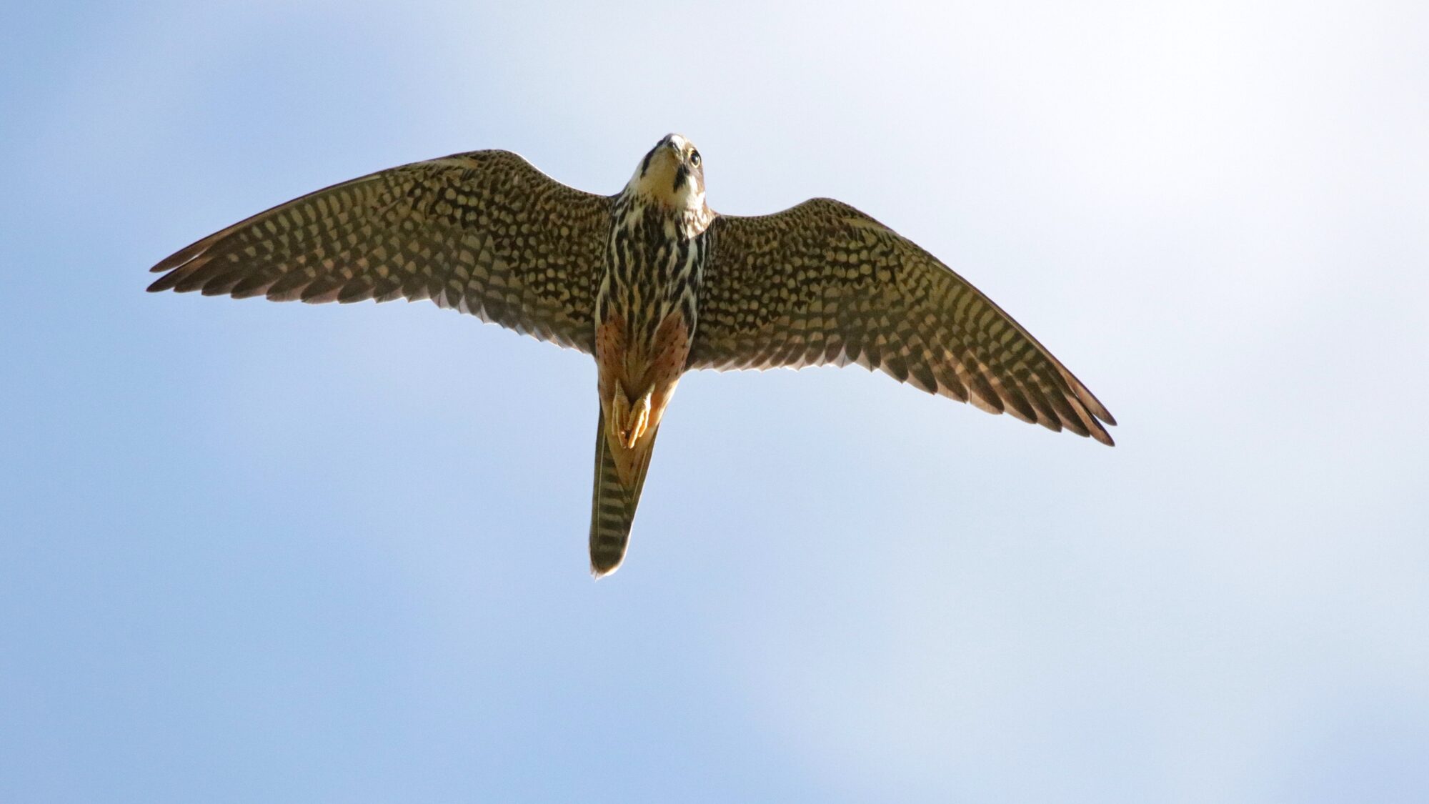 Valokuvaaja: Tommi Kujala Valokuvaaja: Tommi Kujala