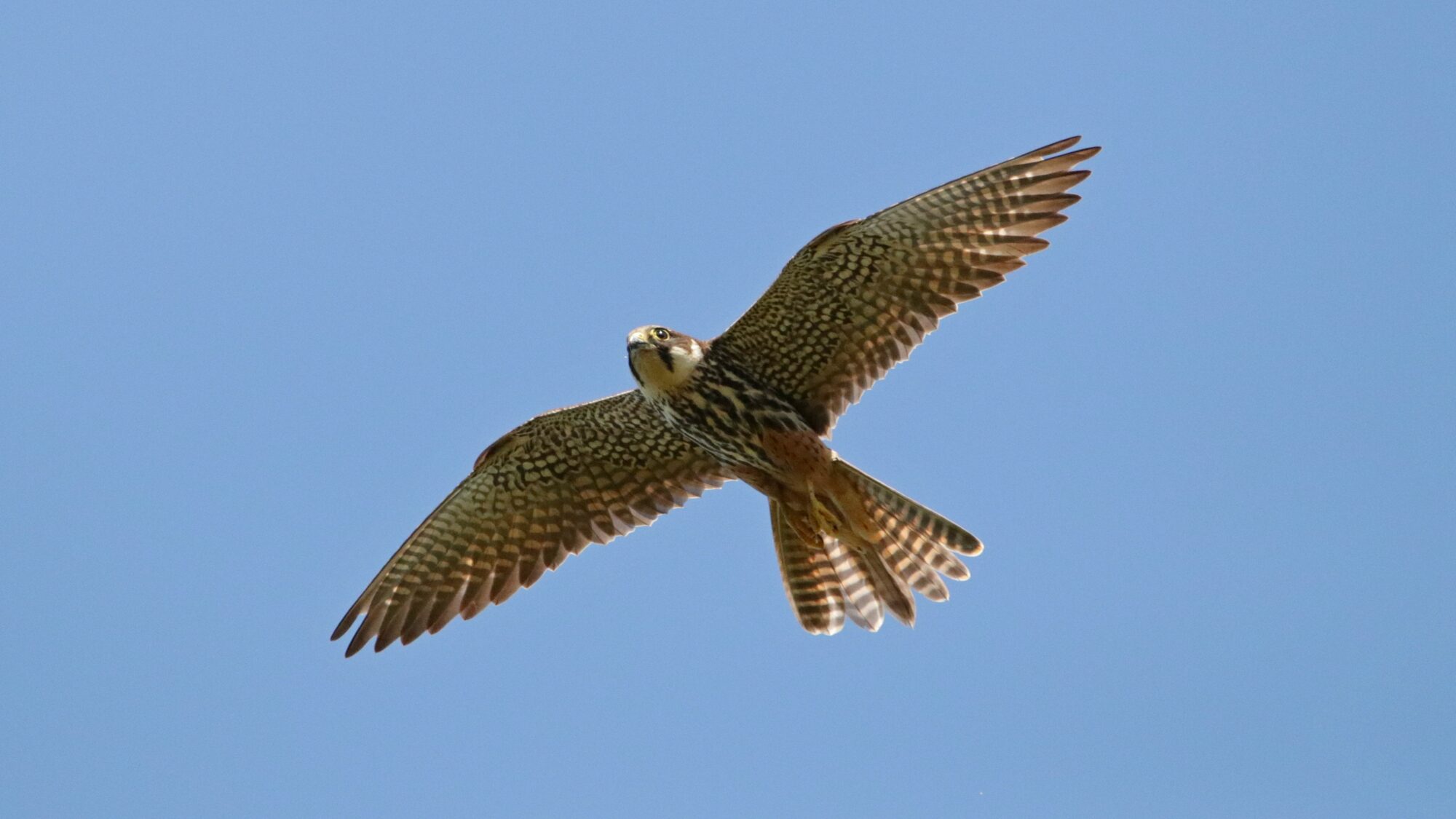 Valokuvaaja: Tommi Kujala