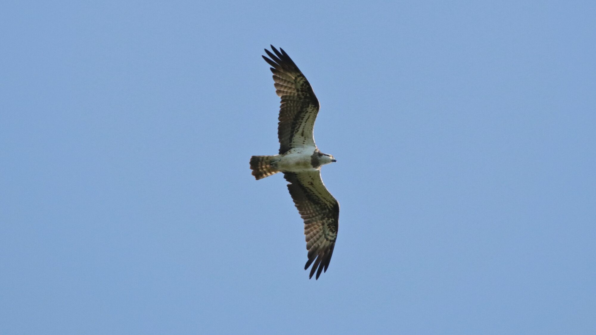 Valokuvaaja: Tommi Kujala