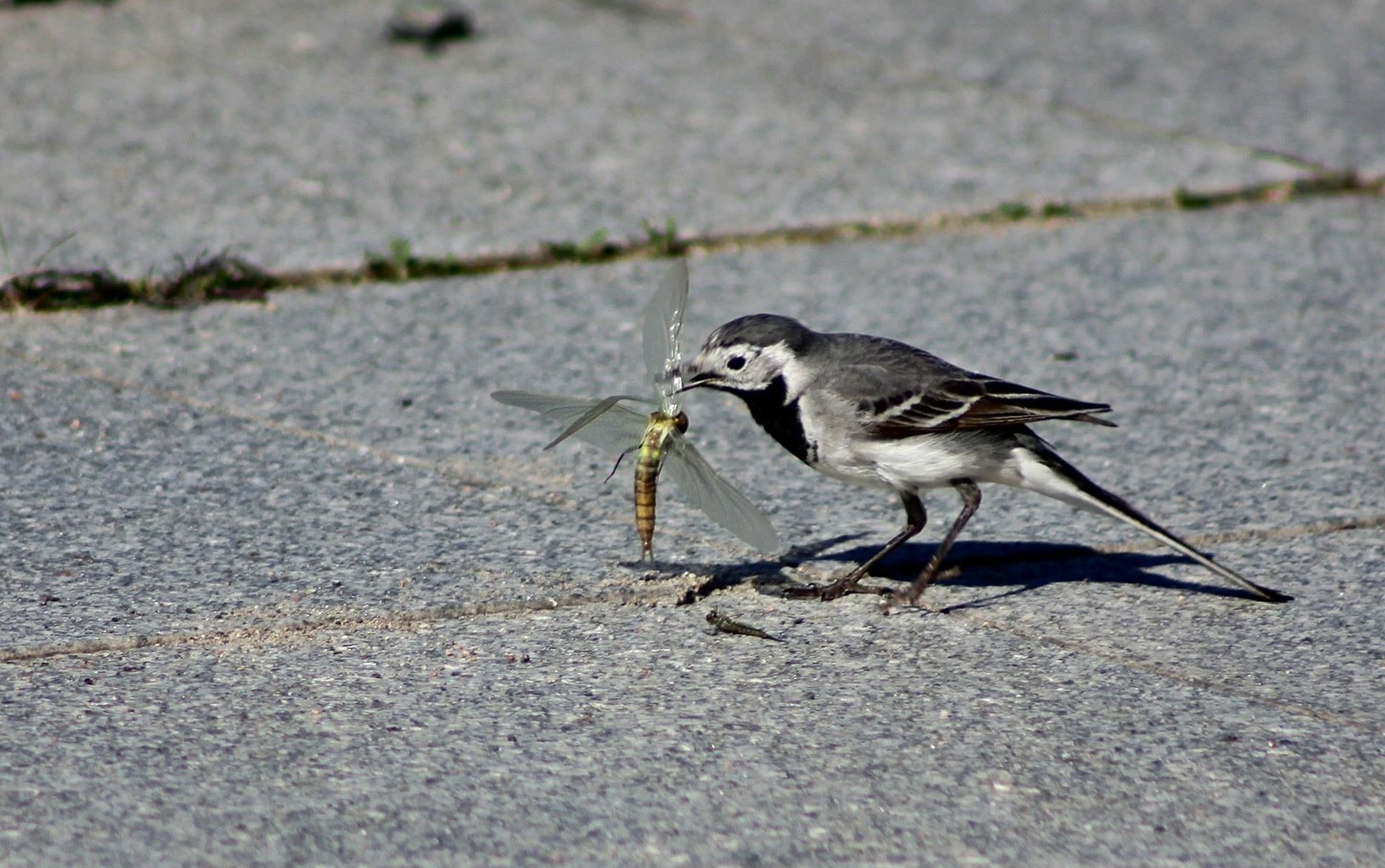 Valokuvaaja: Pirkko Siukonen
