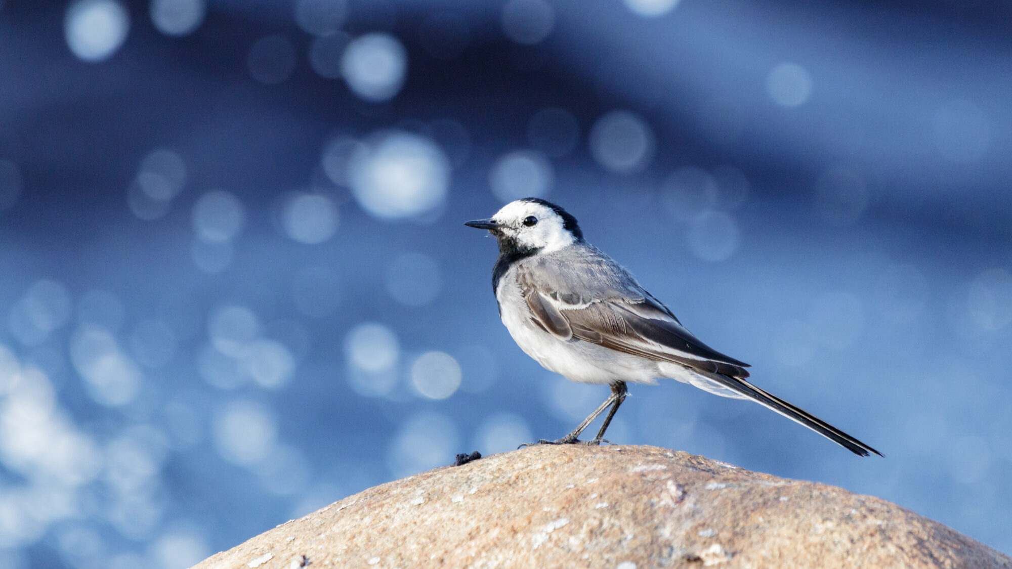 Valokuvaaja: Tommi Kujala