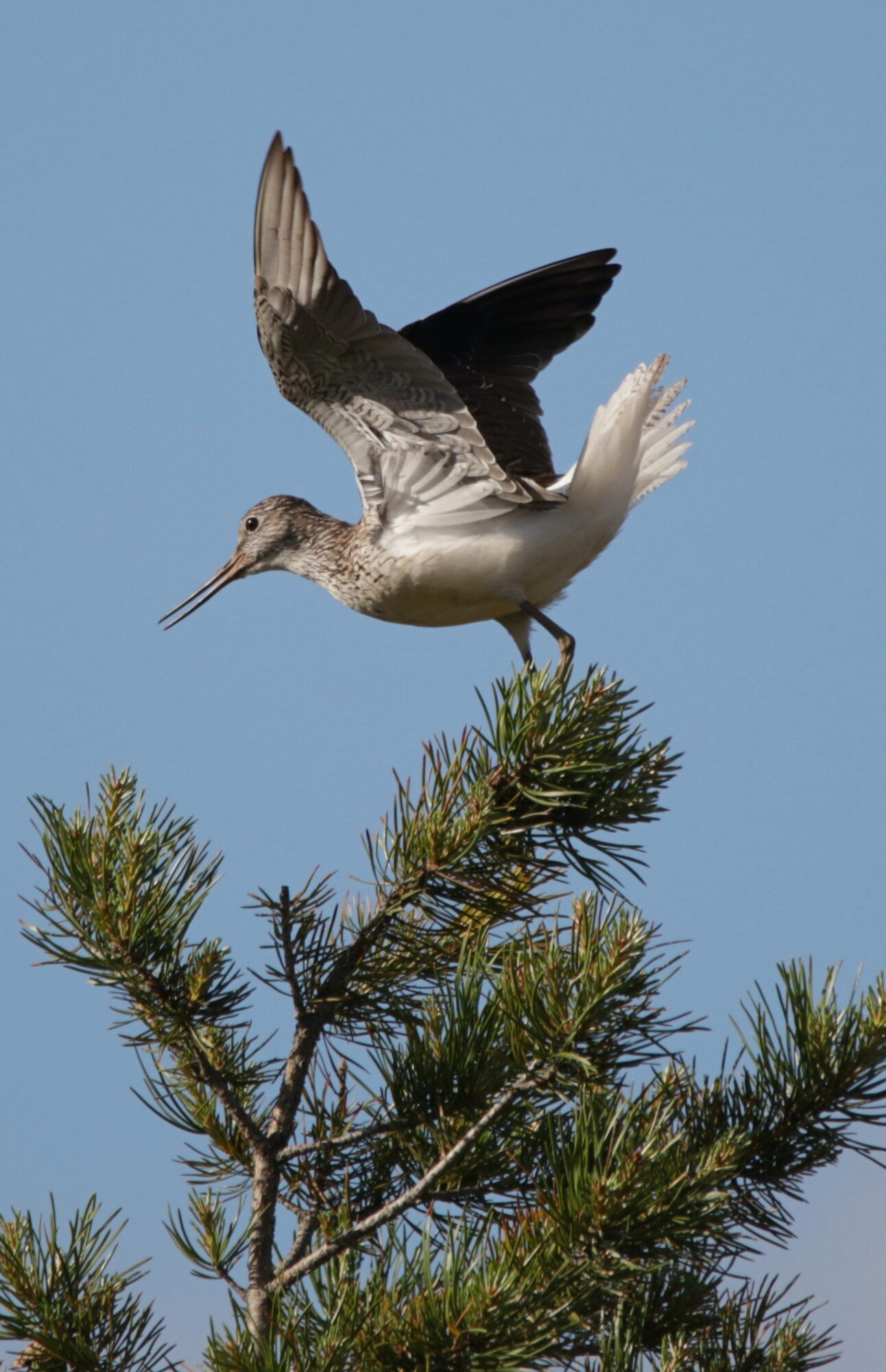 Valokuvaaja: Tommi Kujala
