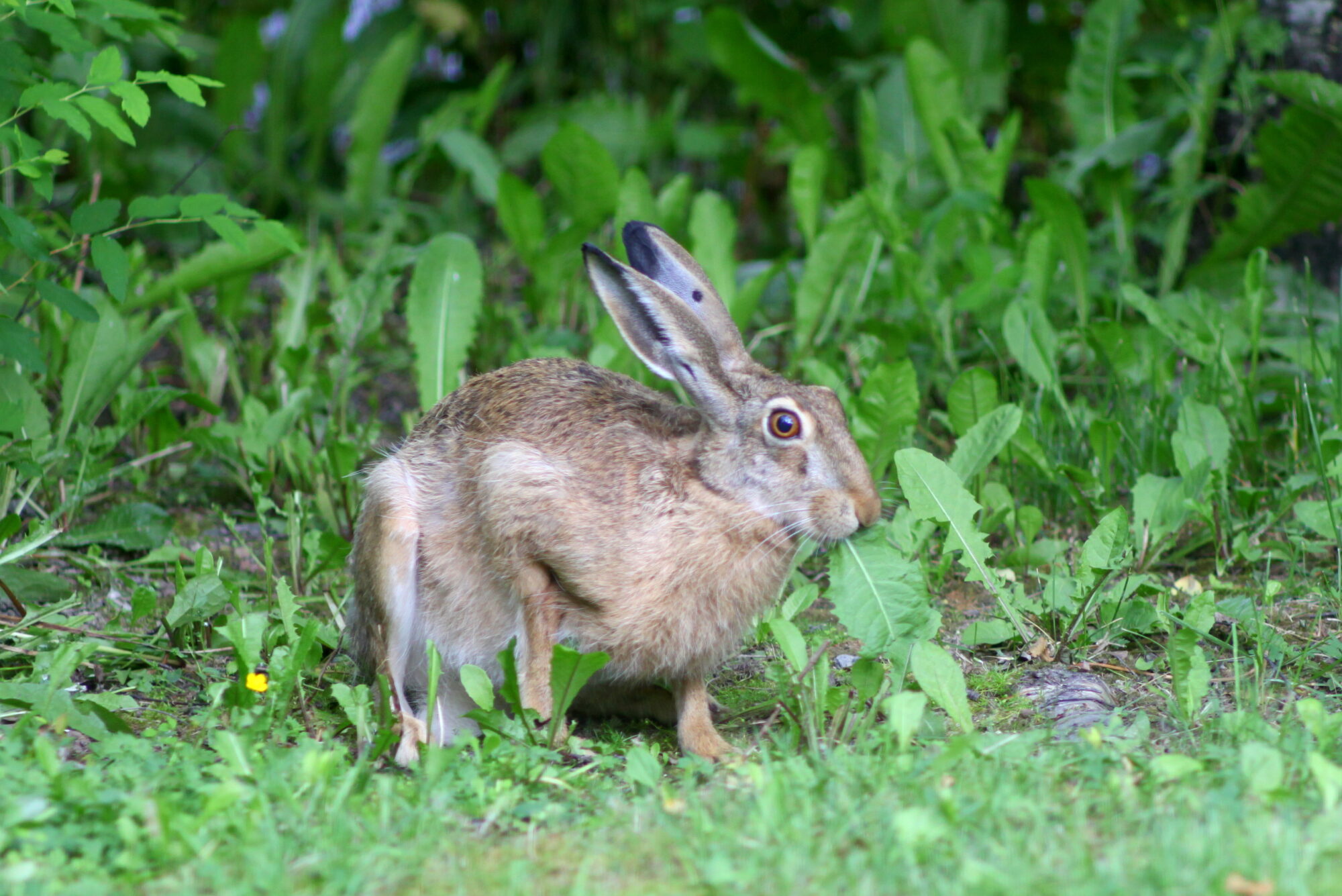 Valokuvaaja: Kaarlo Asikainen