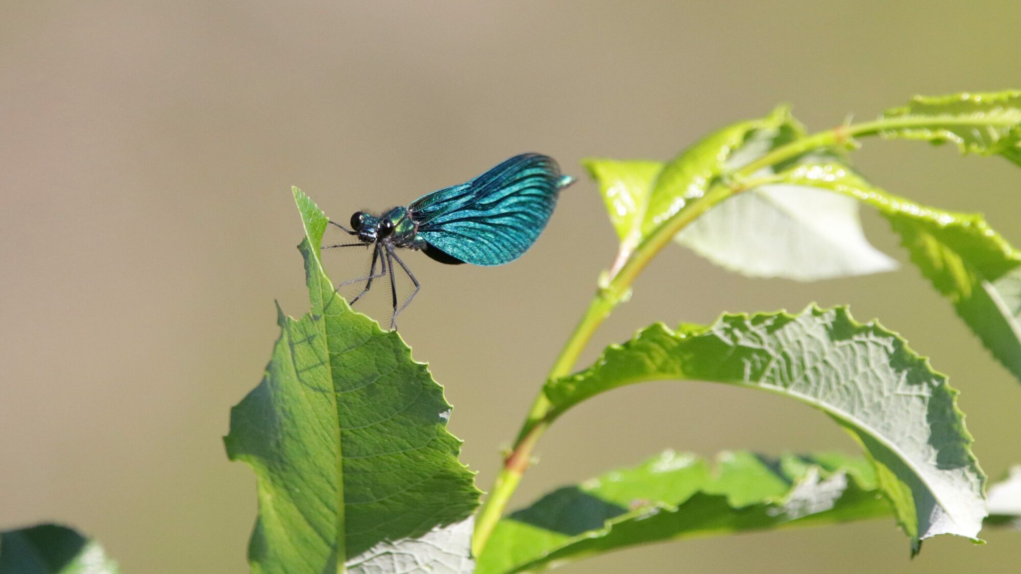 Valokuvaaja: Tommi Kujala Valokuvaaja: Tommi Kujala