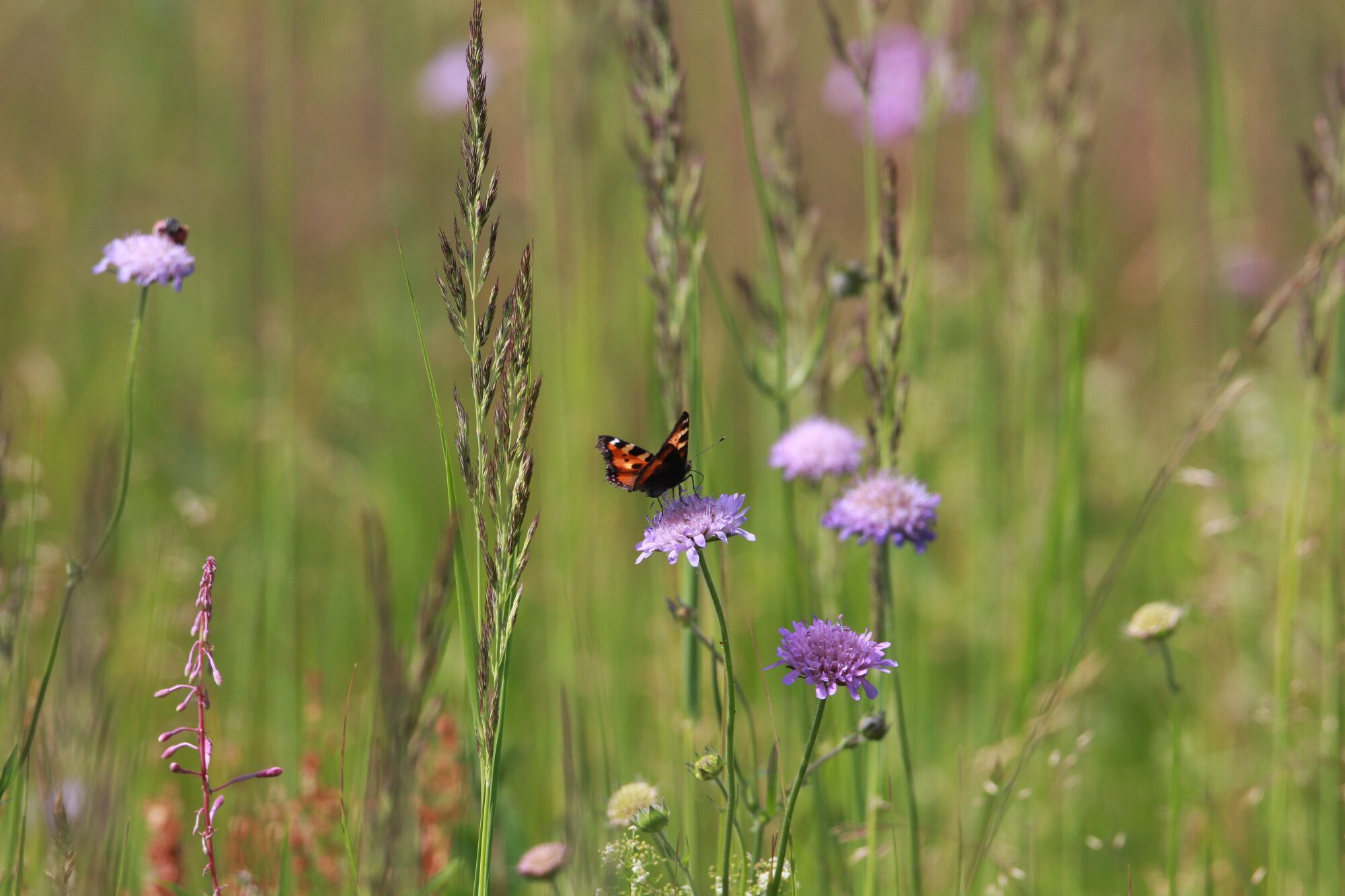 Valokuvaaja: Jaana Saarelainen