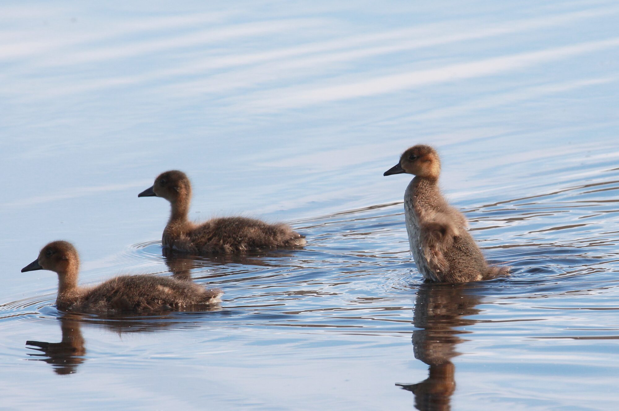Valokuvaaja: Jaana Saarelainen