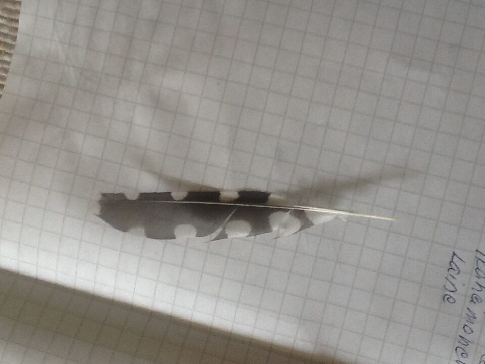 Valokuvaaja: Pirkko rekomaa