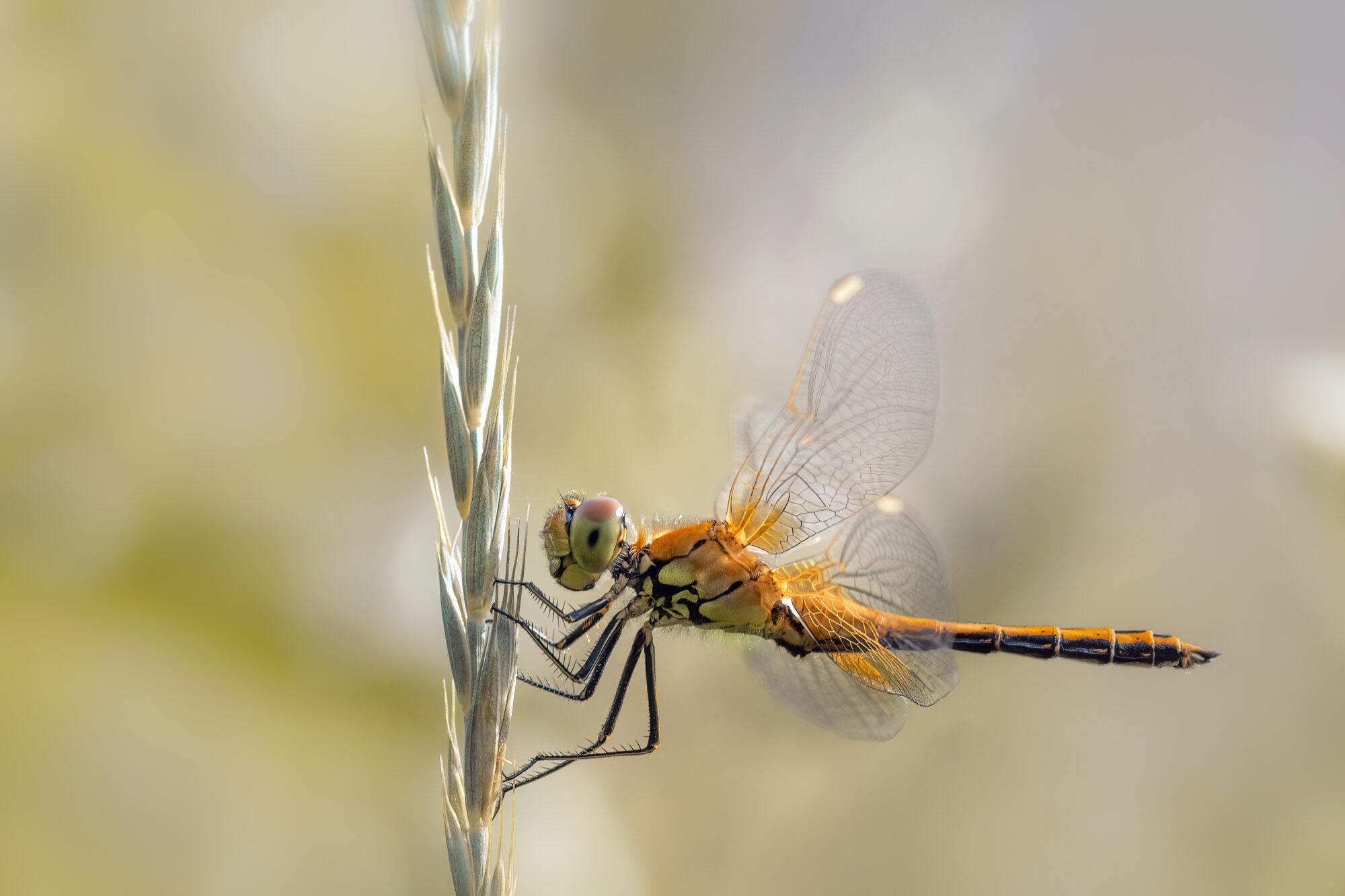 Valokuvaaja: risto.lavi