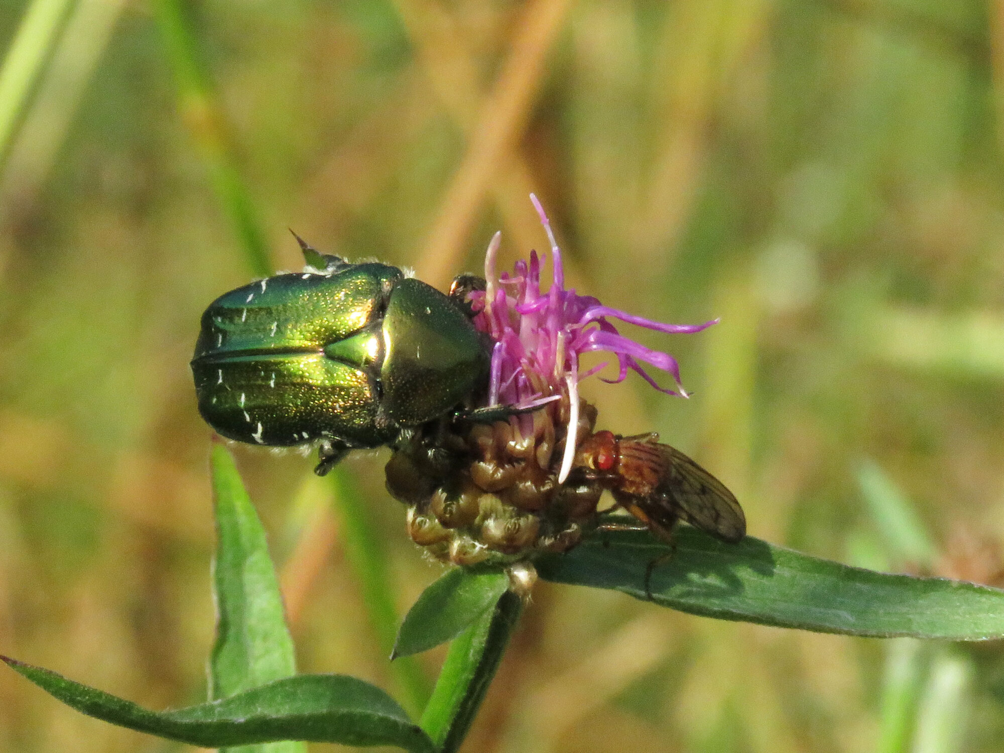 Valokuvaaja: Liisa Johansson